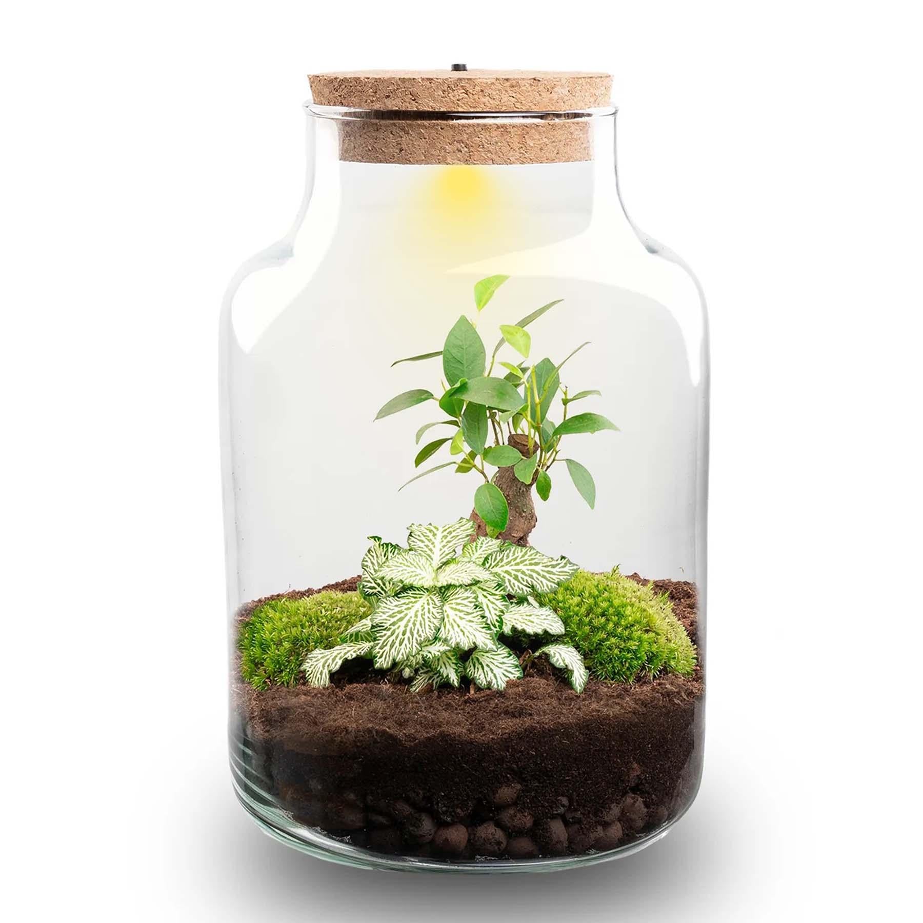 DIY-Pflanzenterrarium Little Milky Bonsai mit LED