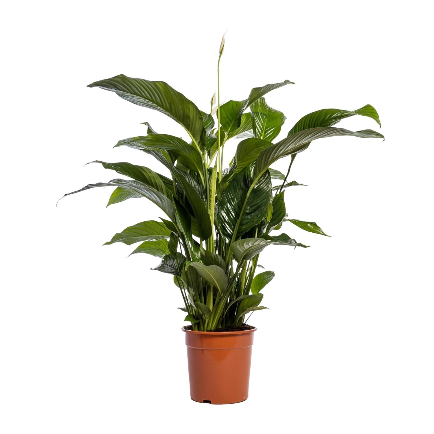 Spathiphyllum (Friedenslilie) Bellini – Ø24 cm – ca. 100 cm