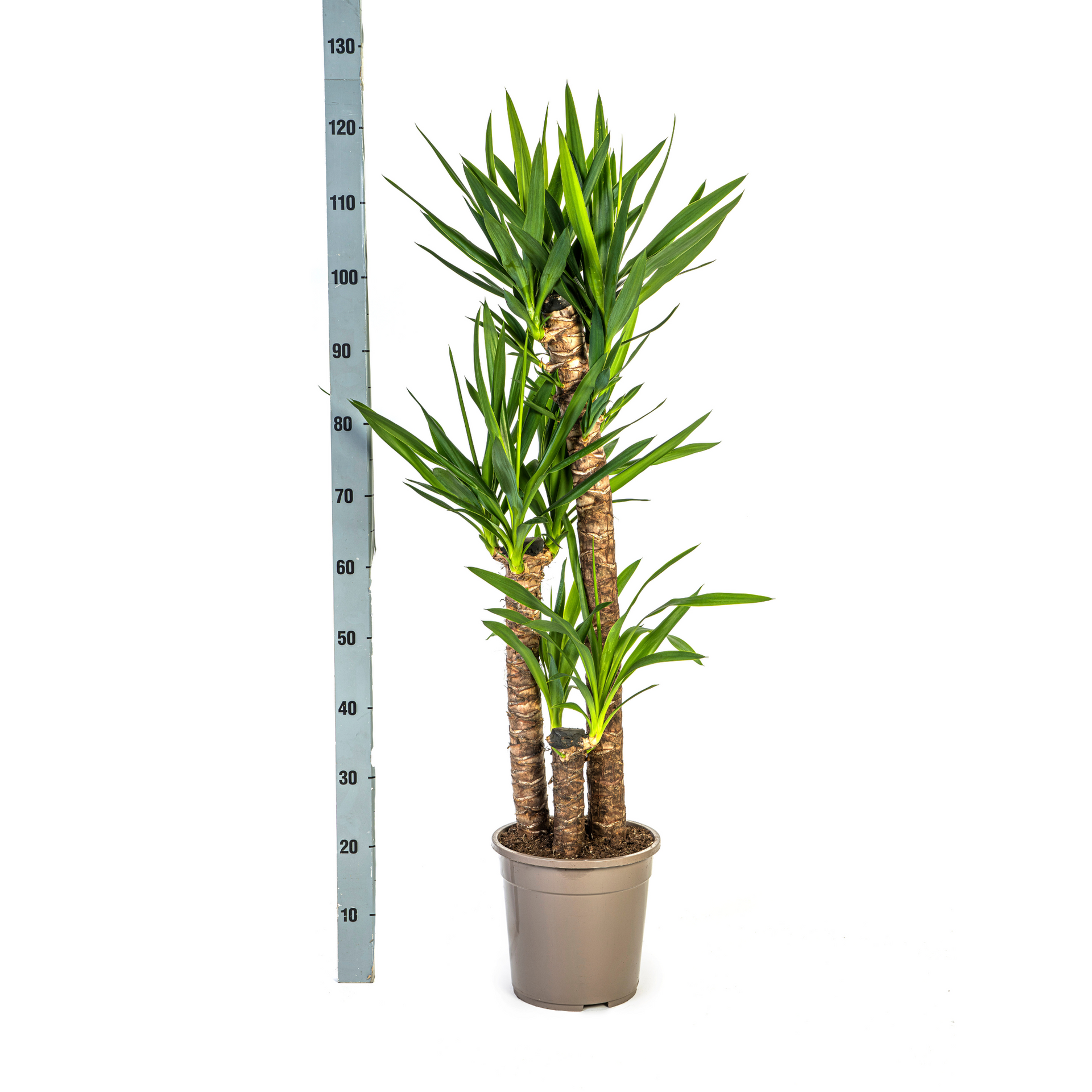Yucca elephantipes (Palmlilie) Ø24 cm – ca. 120–140 cm