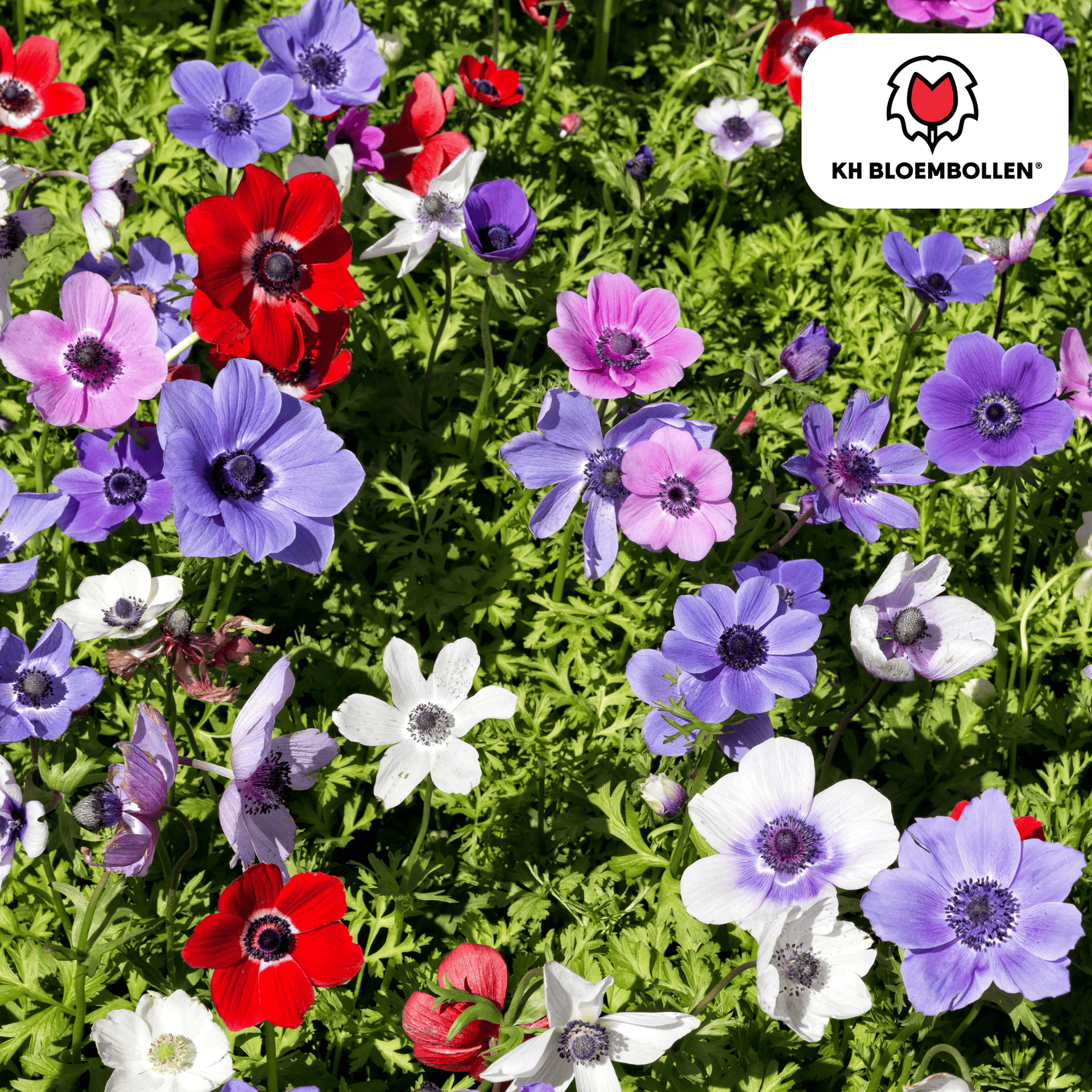 Einfache Anemonen – 30 Blumenzwiebeln – Farbmix