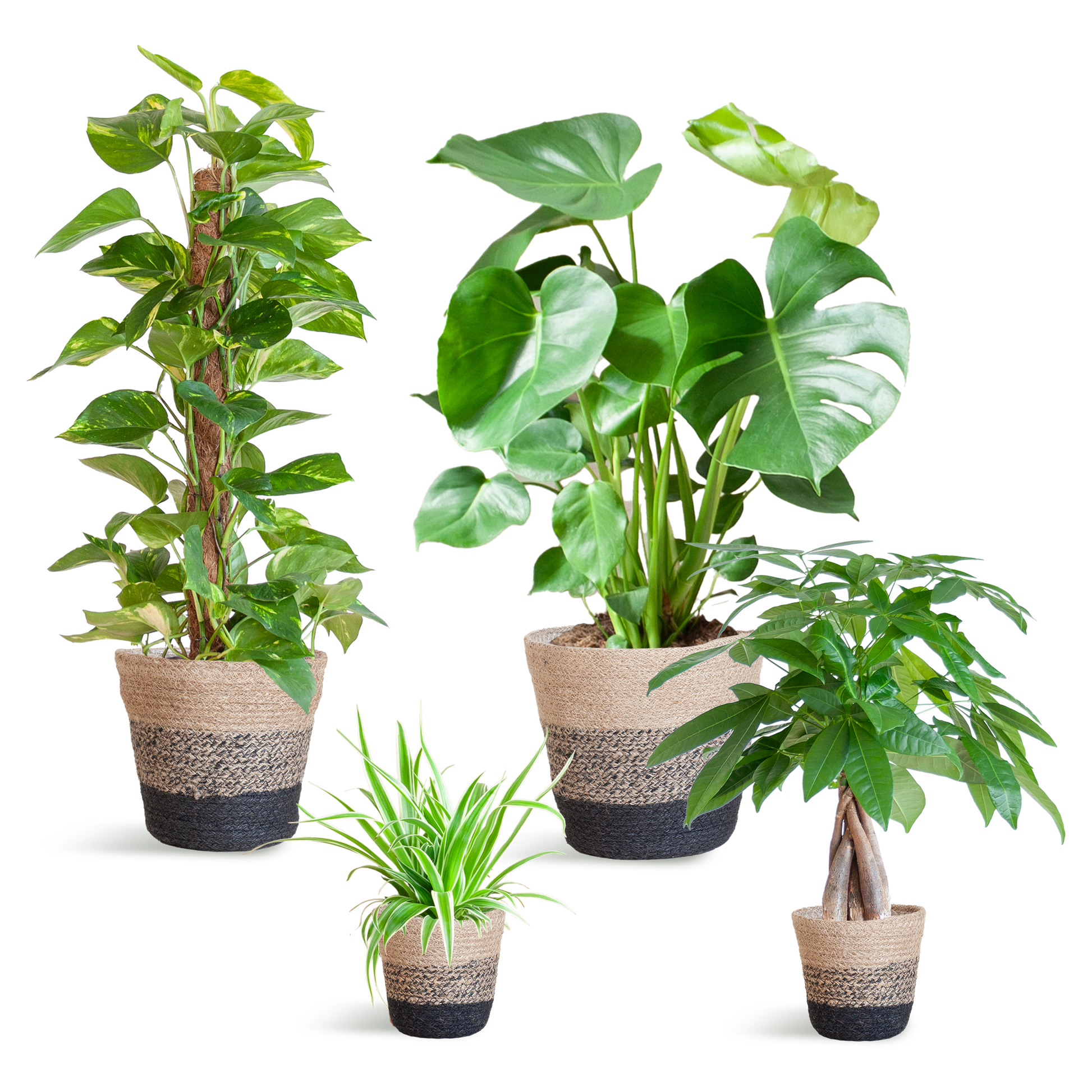 Pflegeleichter Pflanzkasten – medium – mit Korb Lissabon schwarz - Ø12