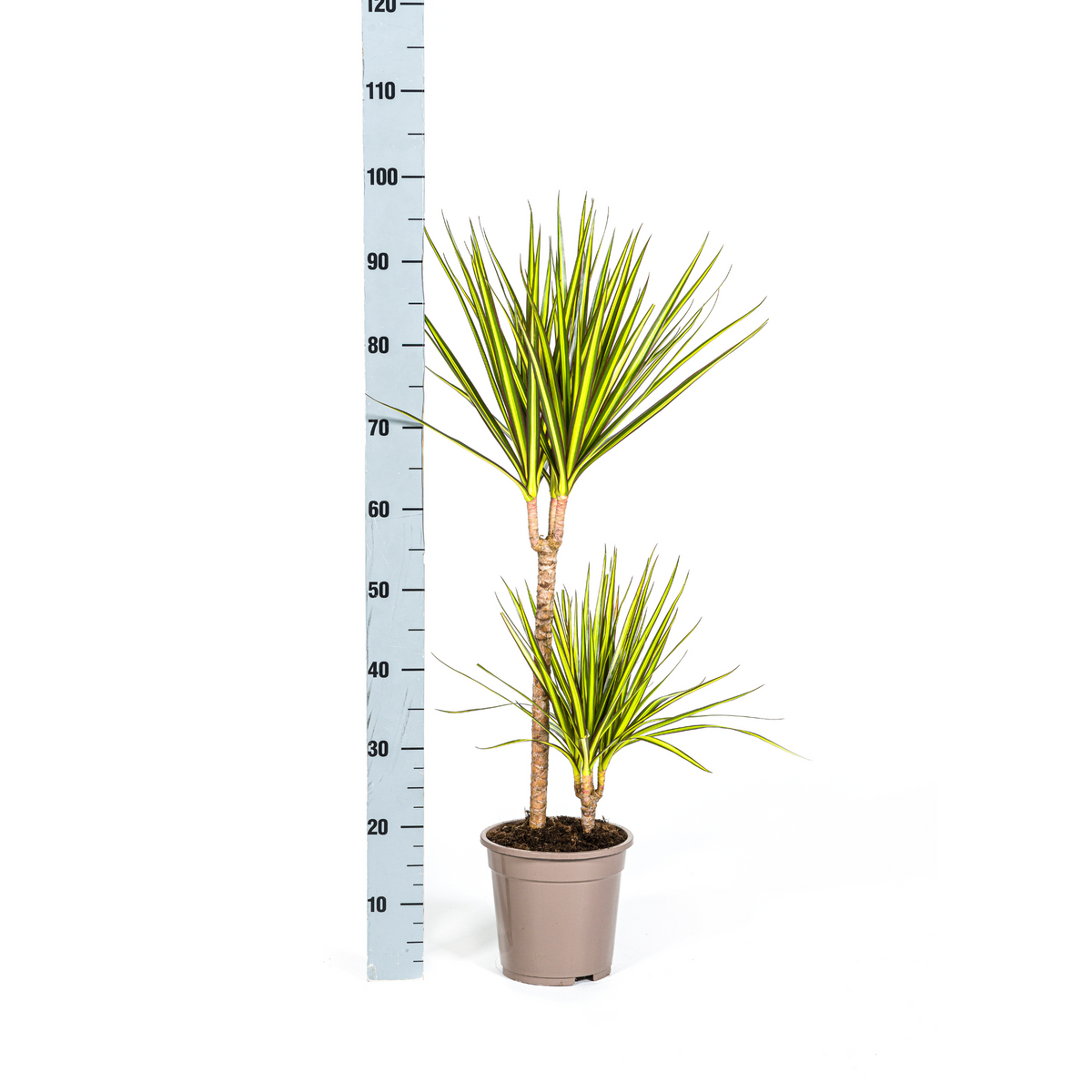 Dracaena marginata Sunray (Drachenbaum)