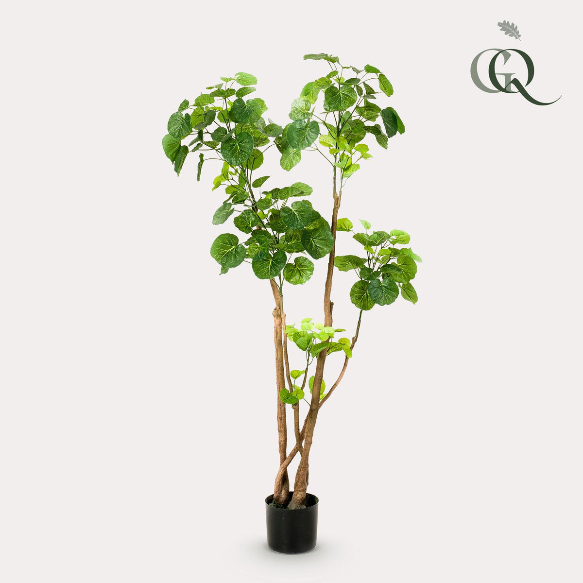 Kunstpflanze - Polyscias - Aralia