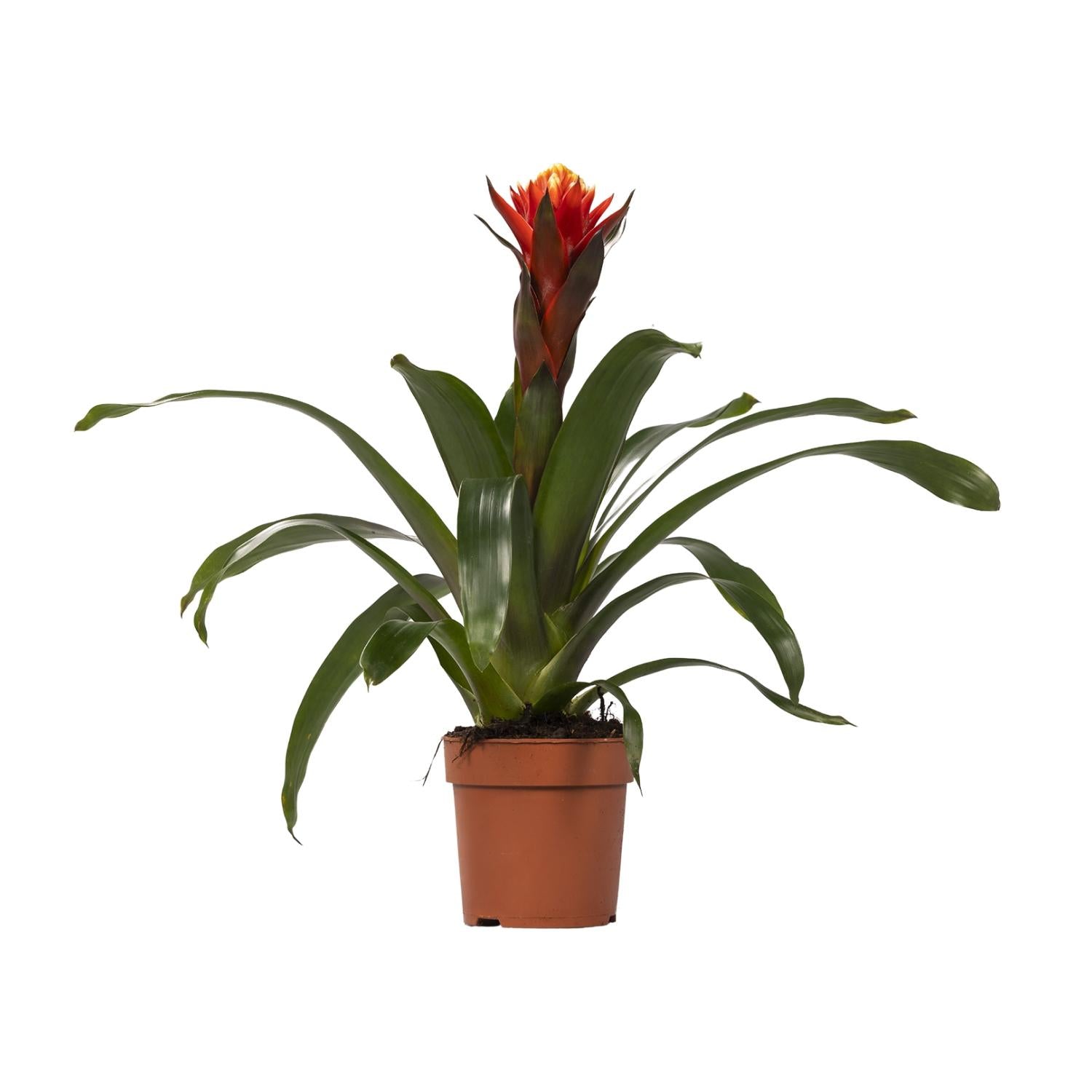 Guzmania Happiness (Bromelie) – Ø12 cm – ca. 45 cm