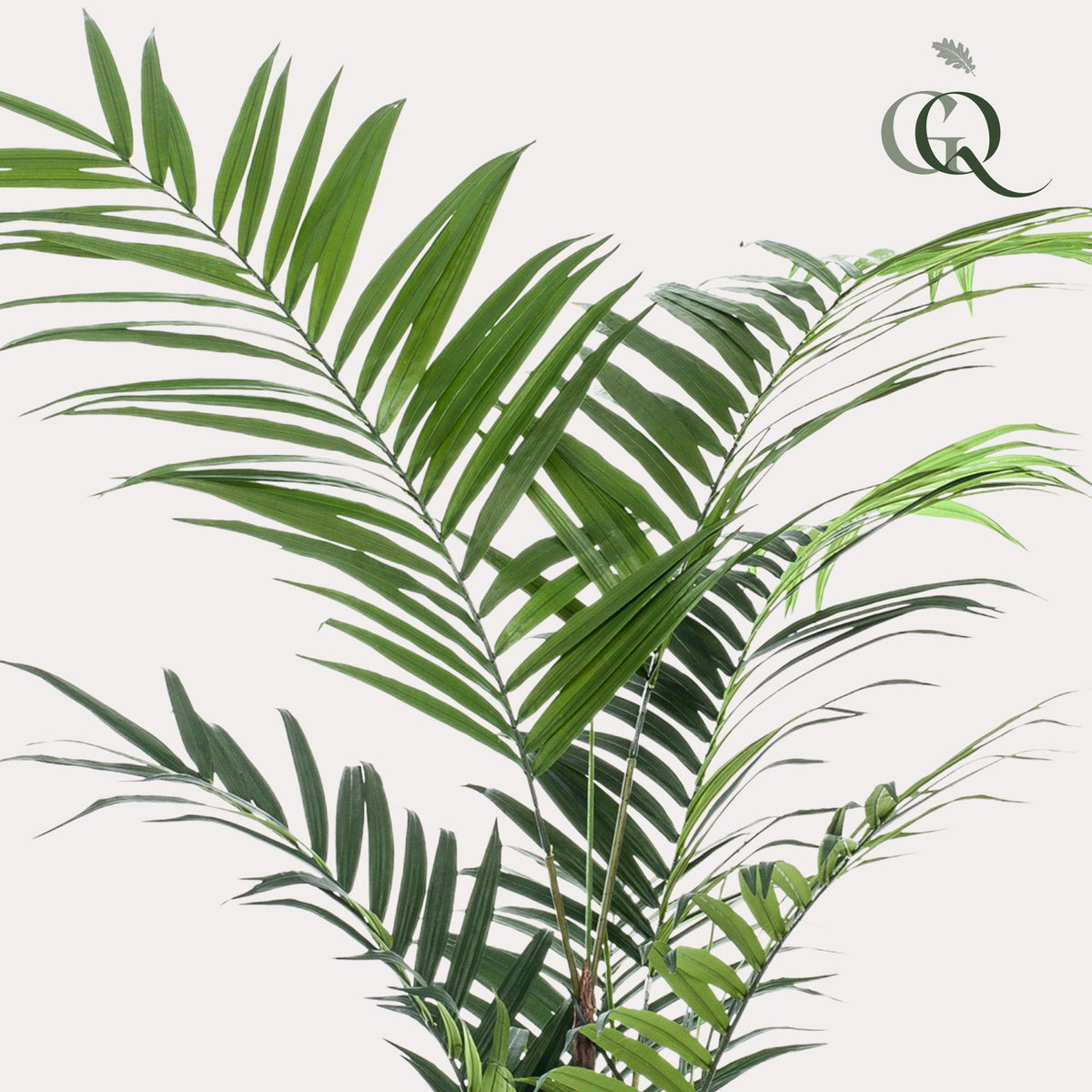 Kunstplant - Kentia -Kentiapalm