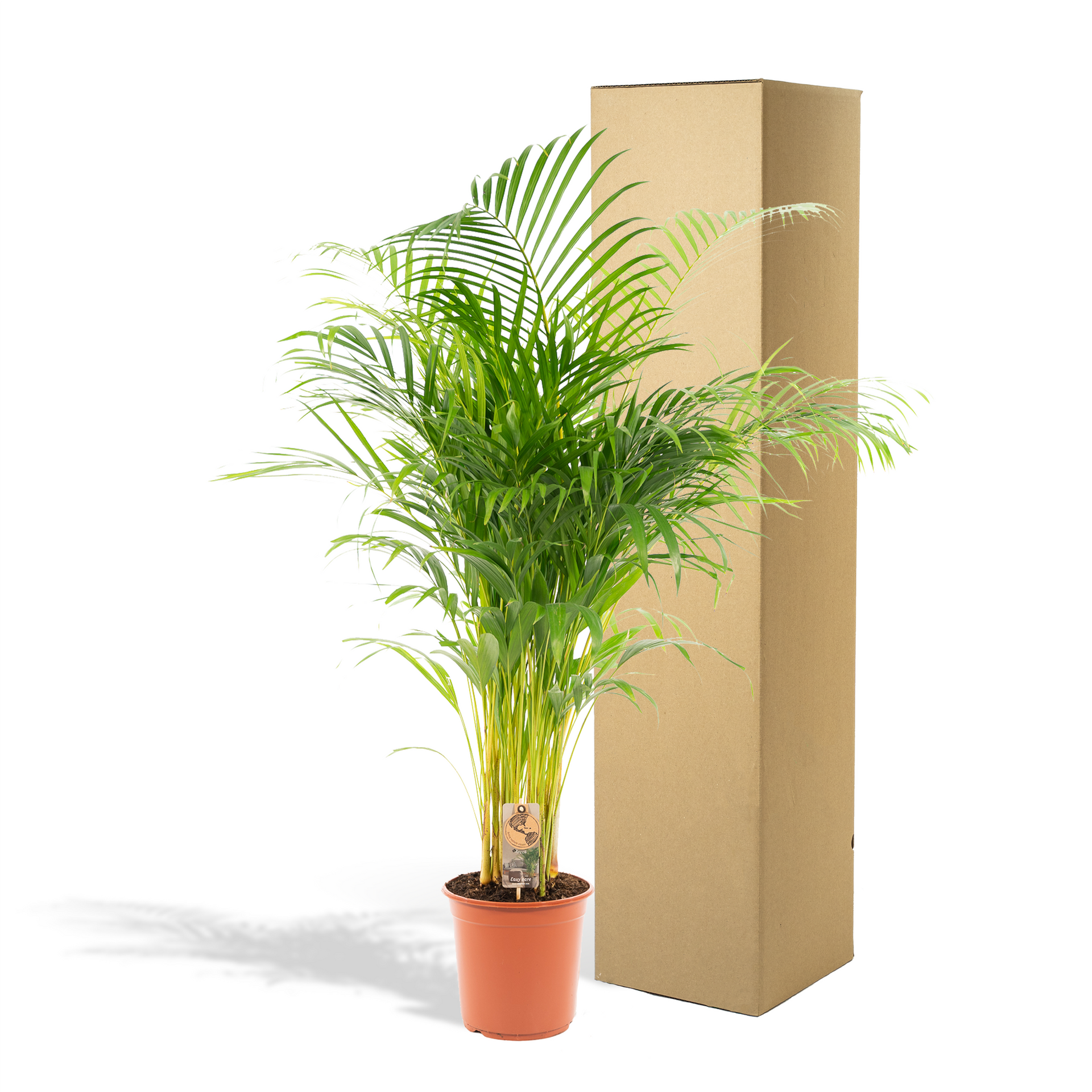 Areca-Palme (Goldfruchtpalme) – Ø21 cm – ca. 130 cm