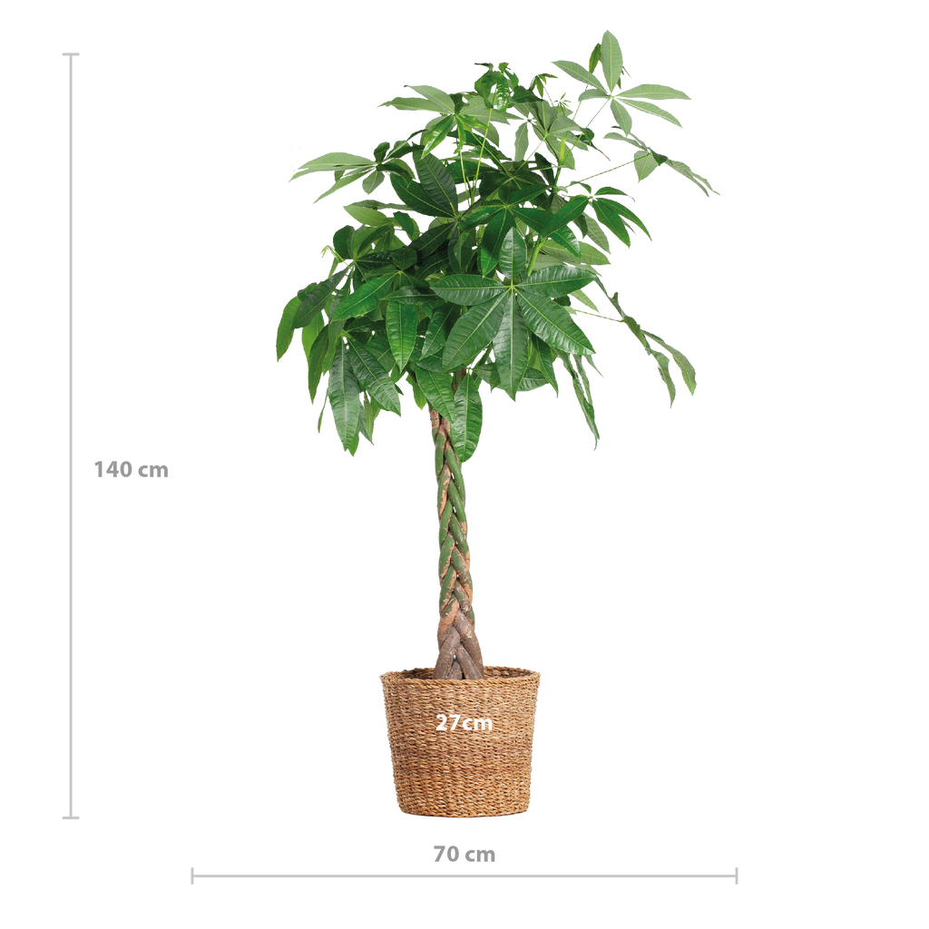 Pachira Aquatica XL mit Torun-Korb – 140 cm – Ø24
