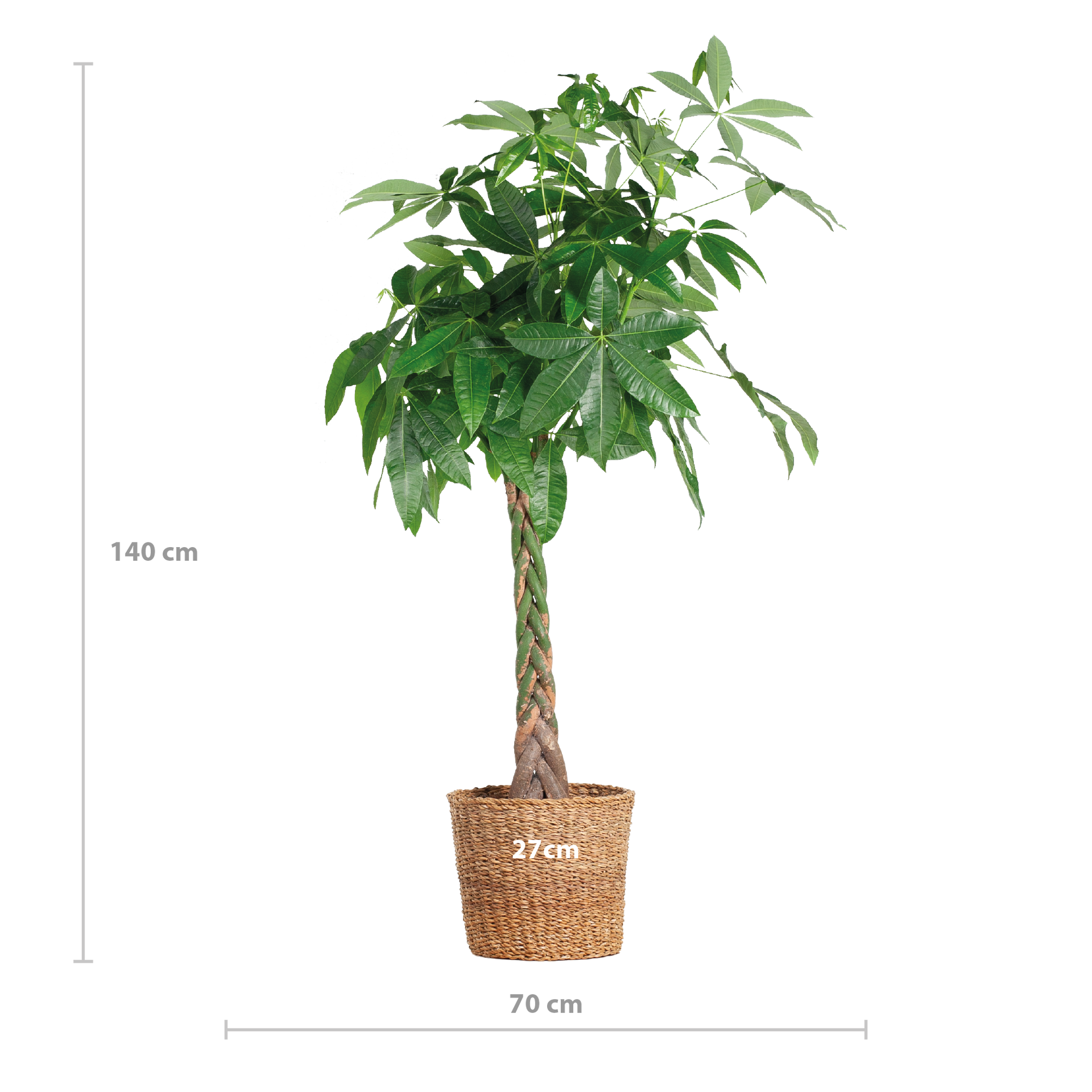 Pachira aquatica (Glückskastanie) XL mit Torun-Korb – 140 cm – Ø24 cm
