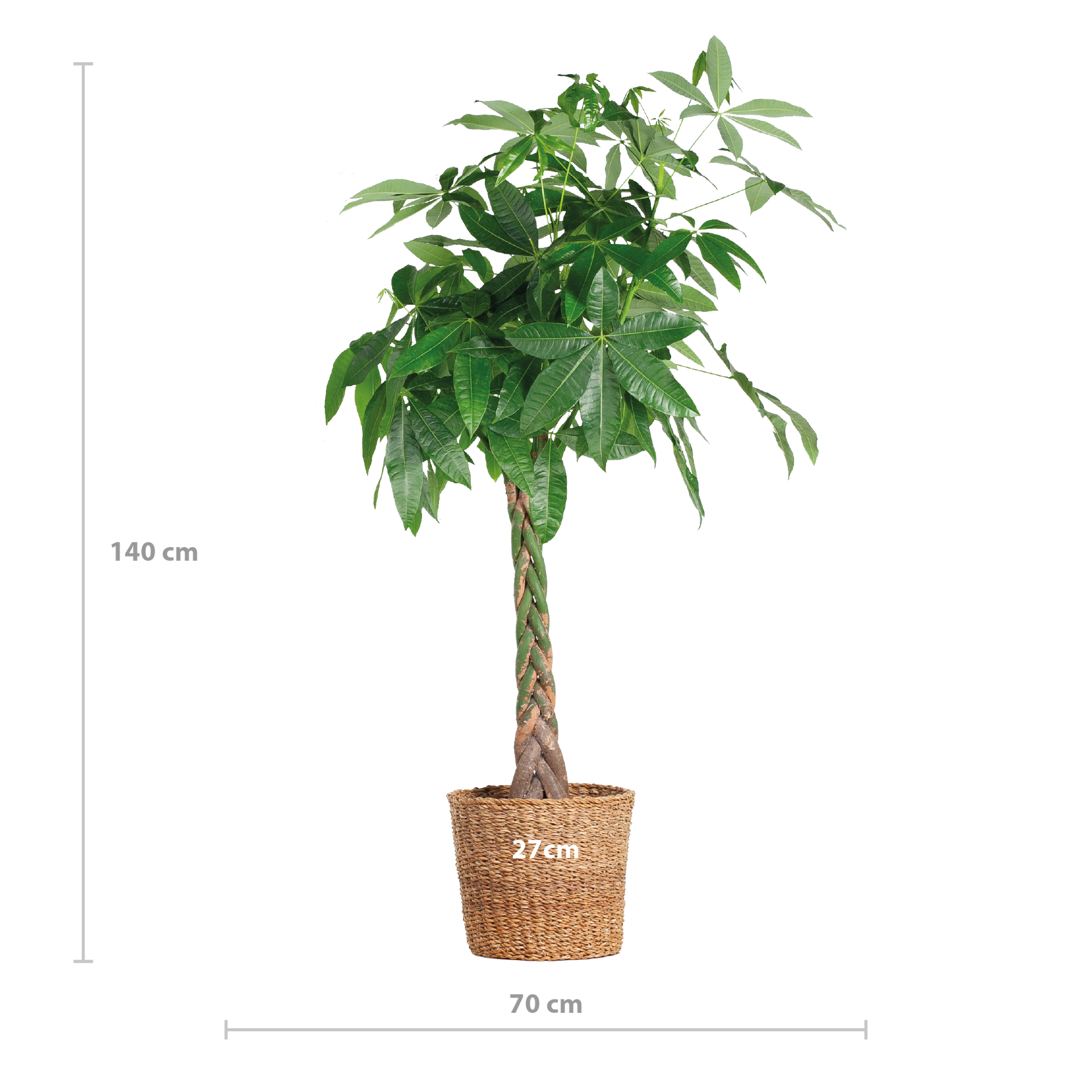 Pachira Aquatica XL mit Torun-Korb – 140 cm – Ø24