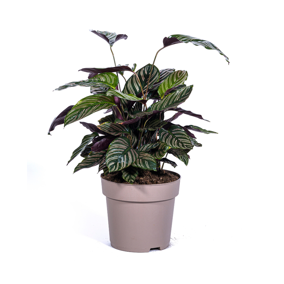 Calathea ornata Sanderiana (Korbmarante) Ø27 cm – ca. 60–80 cm