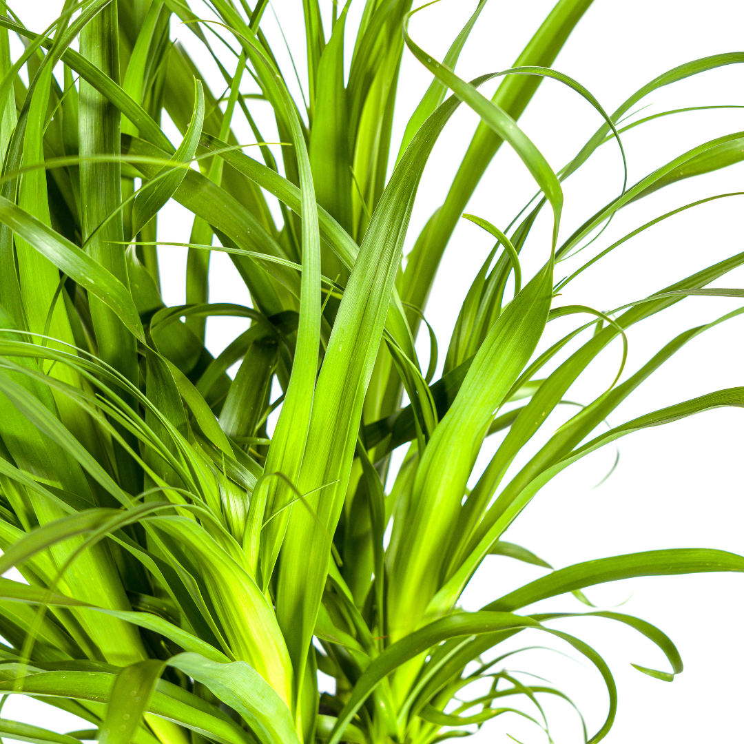 Beaucarnea recurvata (Elefantenfuß) Stamm Ø27 cm – ca. 110–130 cm