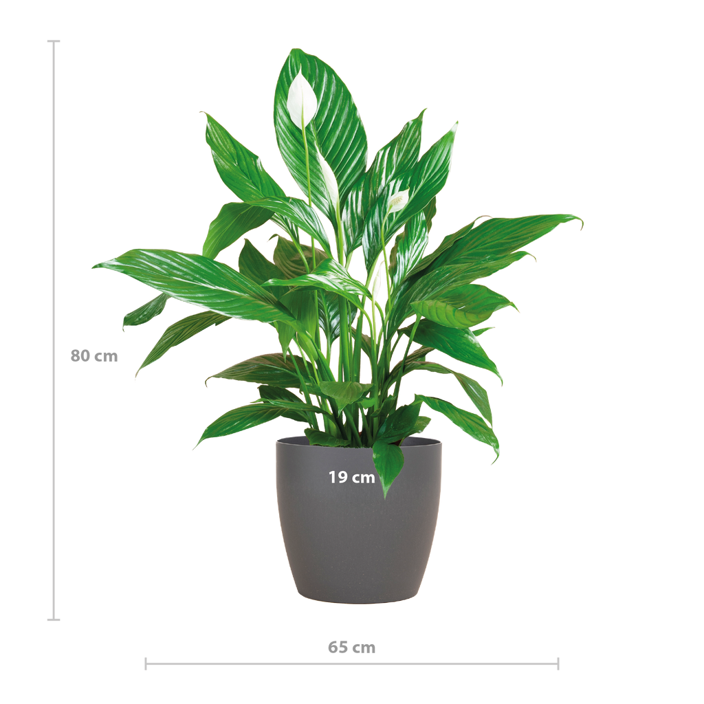 Spathiphyllum mit Viber grau – 80 cm – Ø21