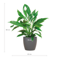 Spathiphyllum mit Viber grau – 80 cm – Ø21