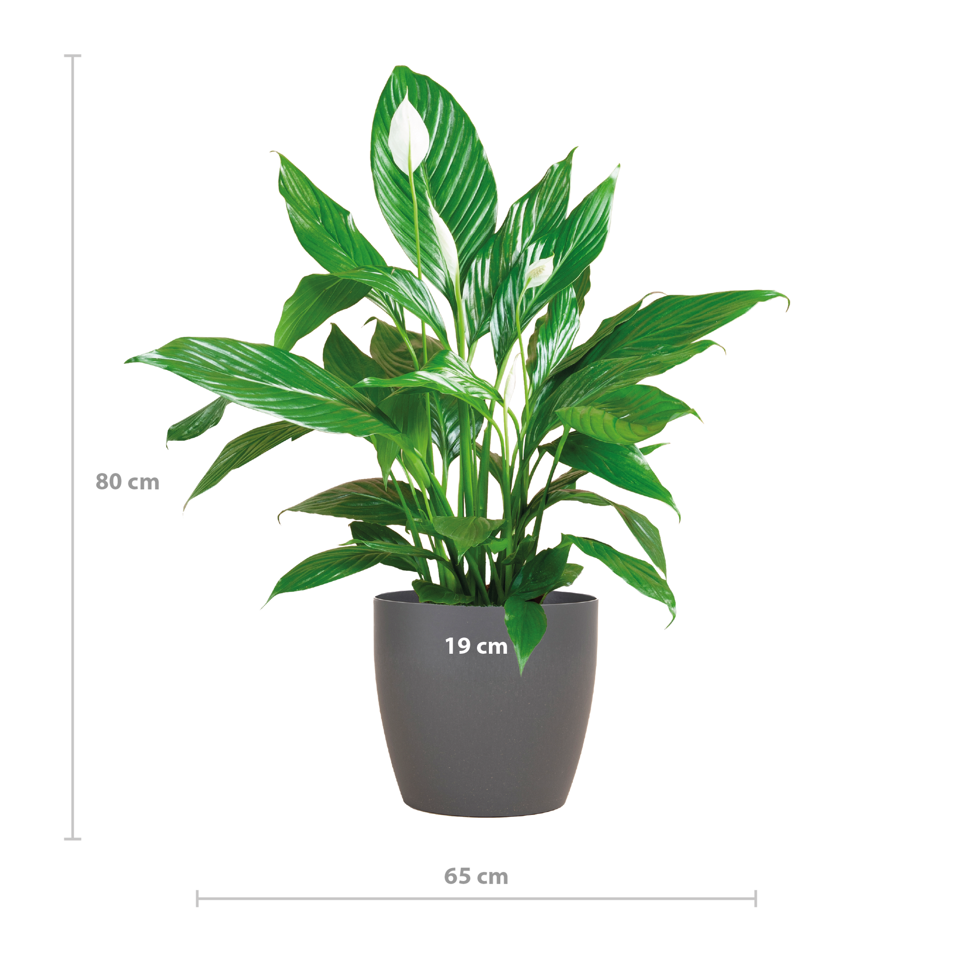 Spathiphyllum (Friedenslilie) mit Potter-Topf Grau – 80 cm – Ø21 cm