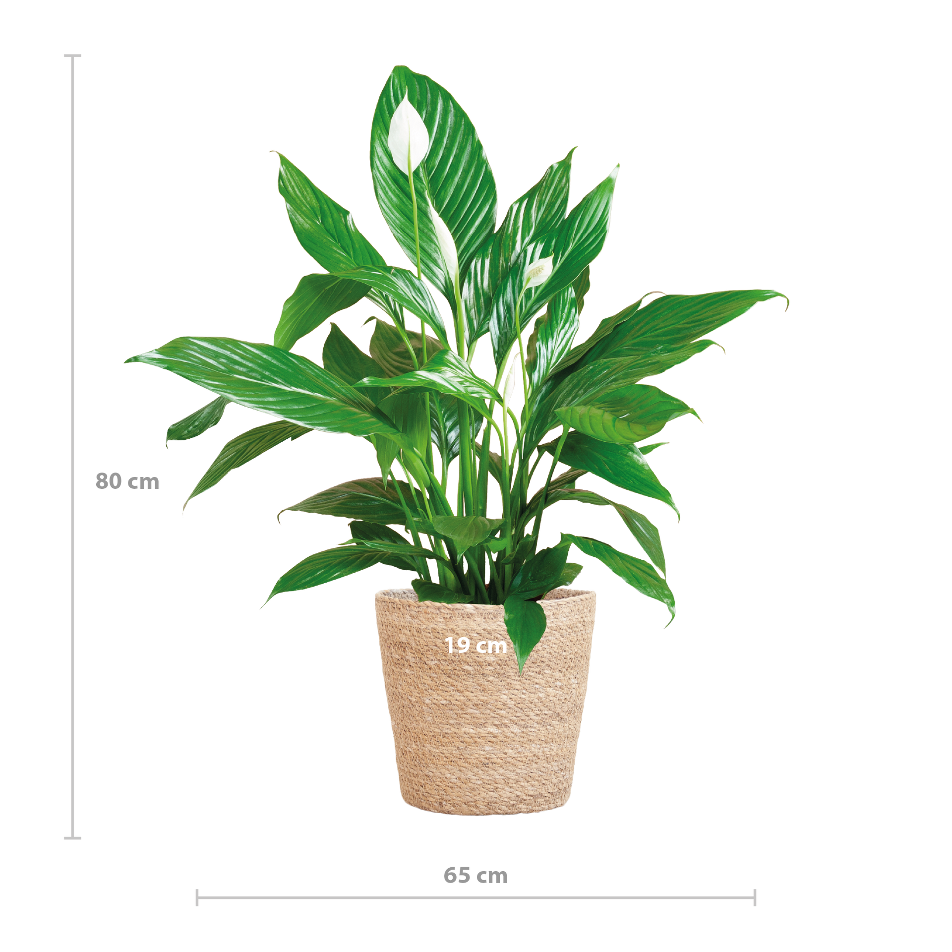 Spathiphyllum (Friedenslilie) mit Seegras-Korb Natur – 80 cm – Ø21 cm