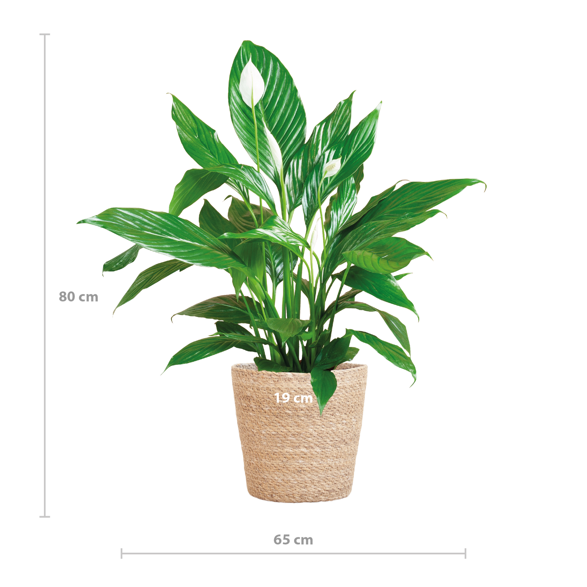 Spathiphyllum mit Korb Sofia natur - 80cm - Ø21