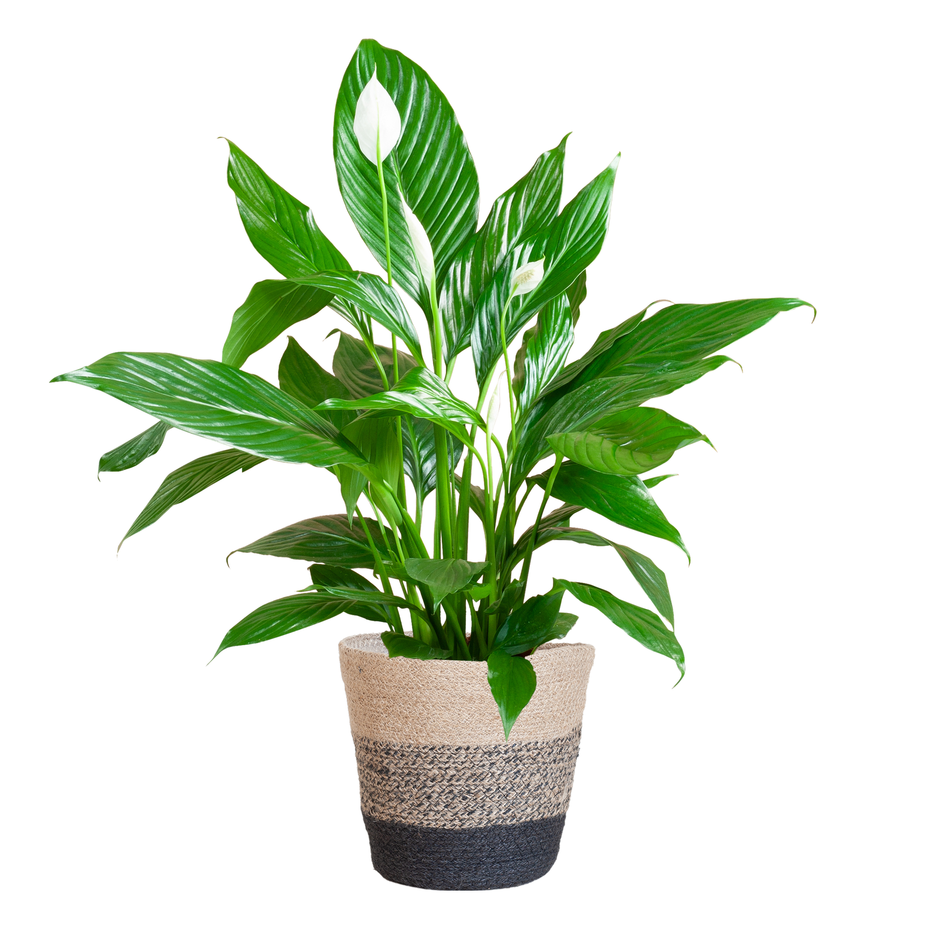 Spathiphyllum (Friedenslilie) mit Lissabon-Korb Schwarz
