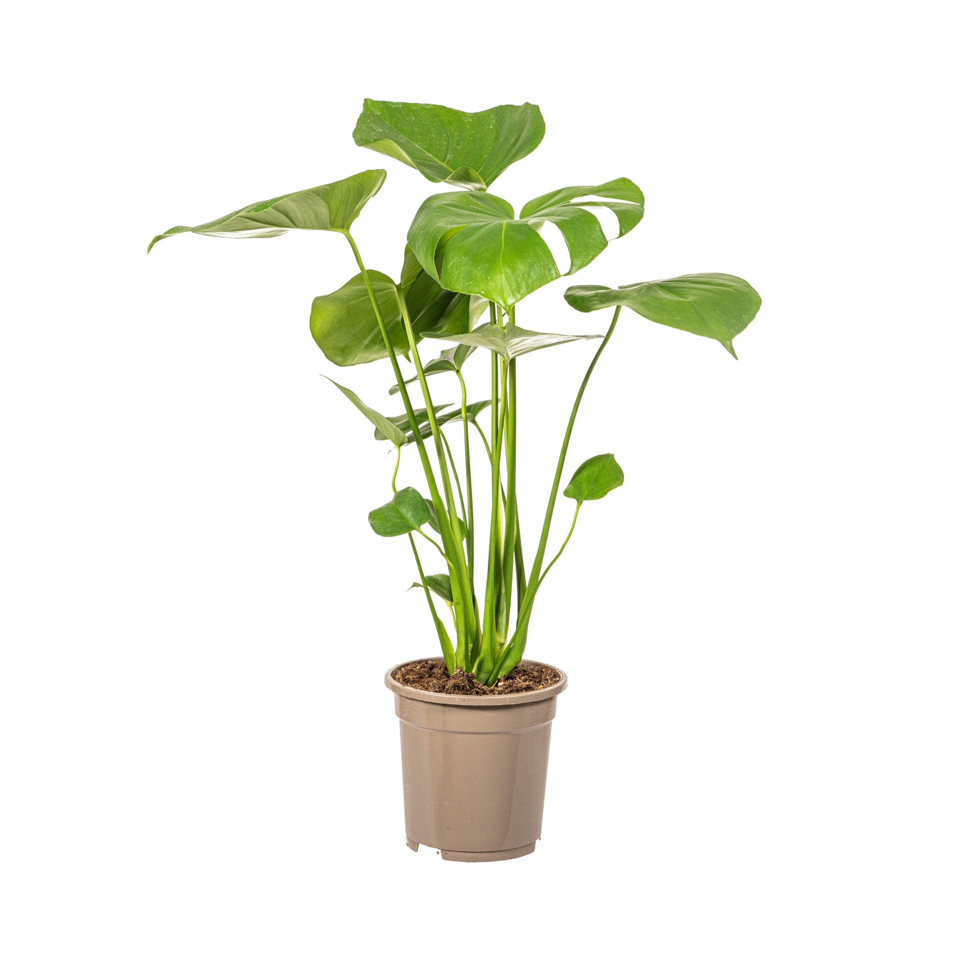 Monstera deliciosa Tauerii (Fensterblatt) Ø17 cm – ca. 50–70 cm