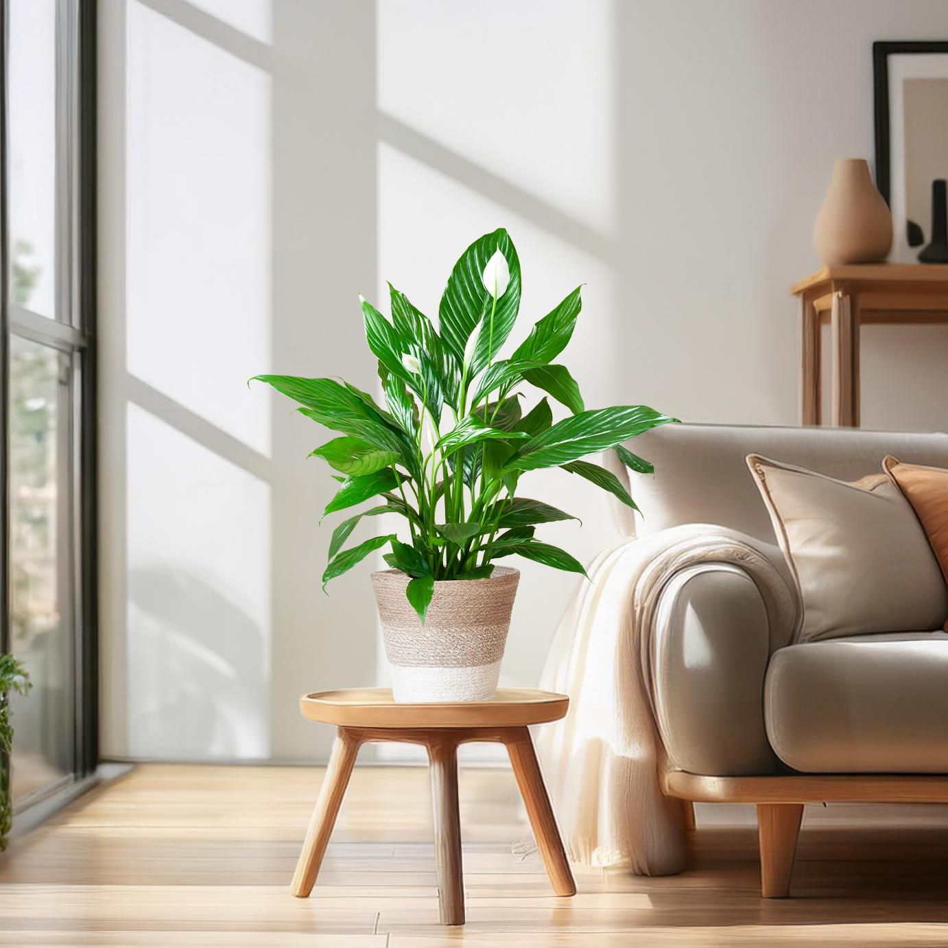 Spathiphyllum (Friedenslilie) mit Lissabon-Korb Weiß