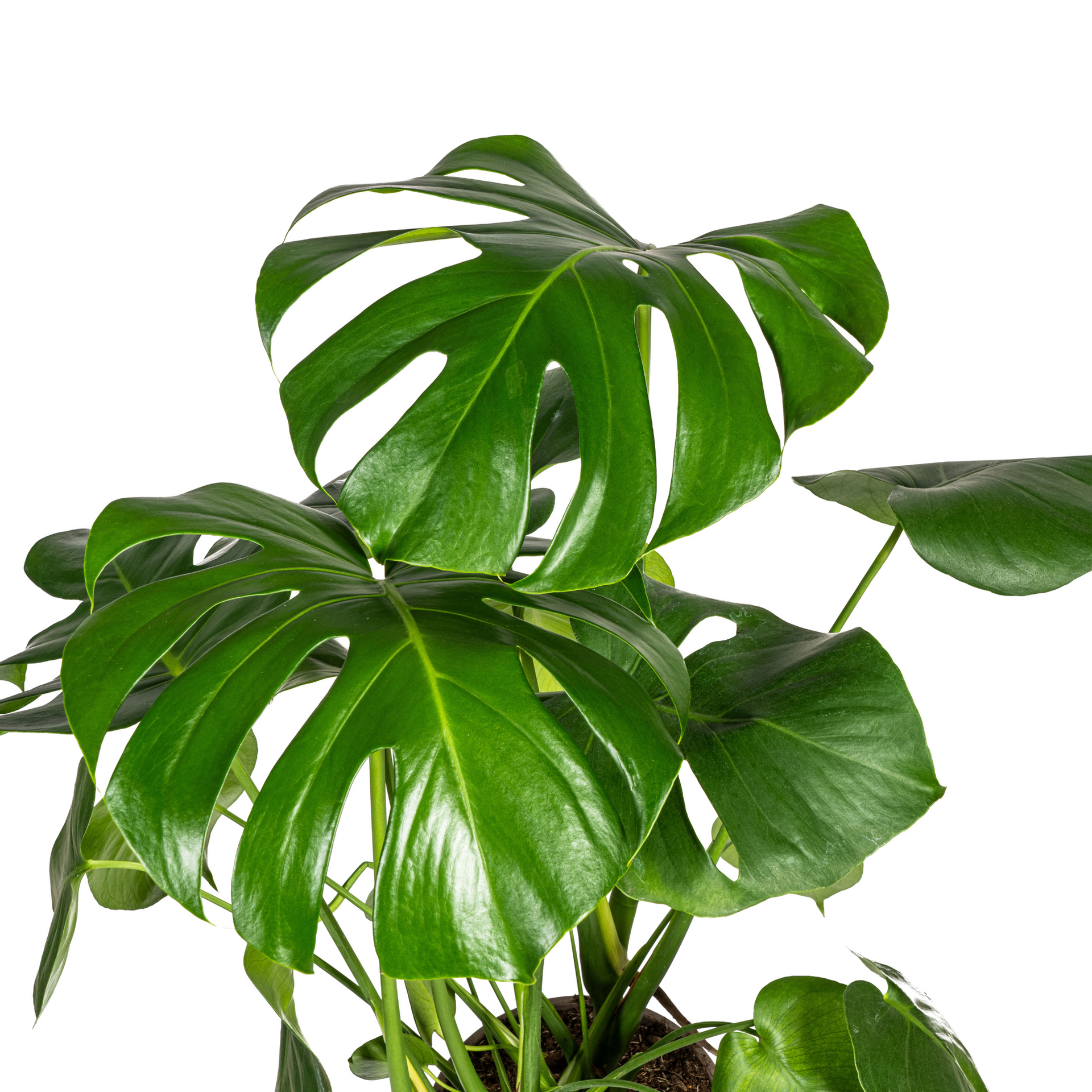 Monstera deliciosa Tauerii (Fensterblatt) Ø21 cm – ca. 70–90 cm