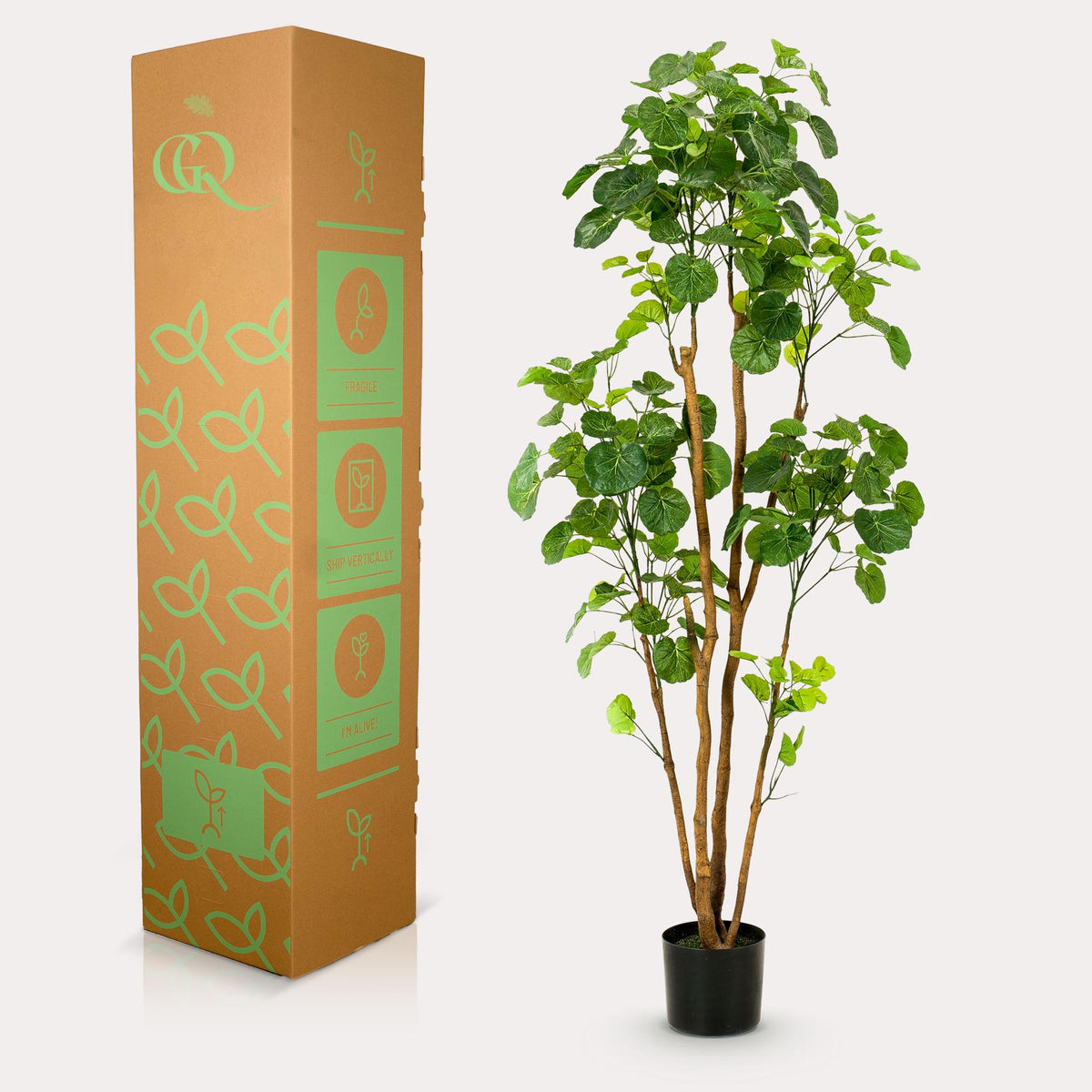 Kunstpflanze - Polyscias - Aralia