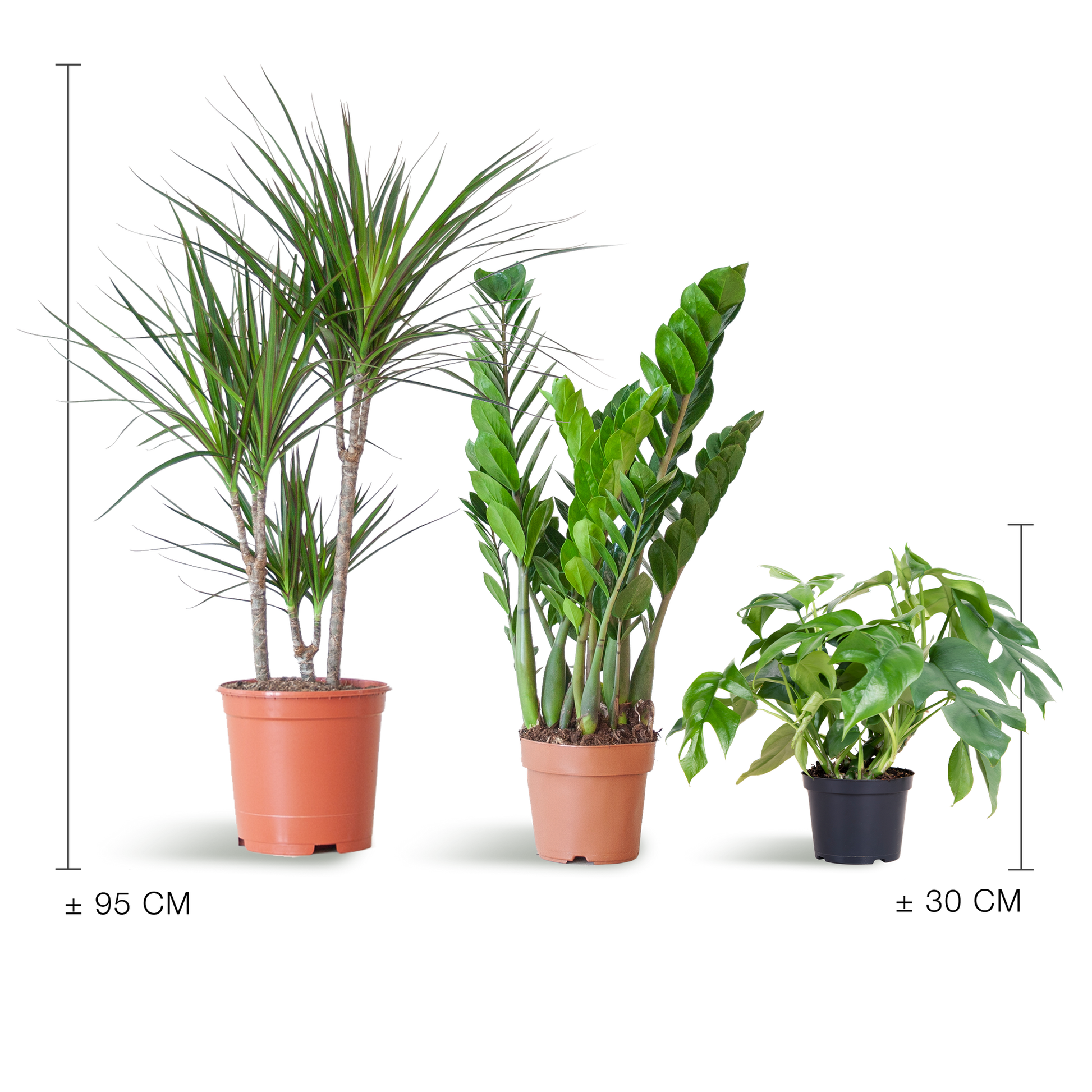 Shade Plant Box - medium - ohne Dekotopf