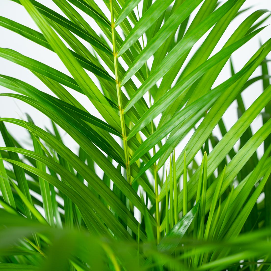 Areca-Palme (Goldfruchtpalme) – Ø21 cm – ca. 130 cm