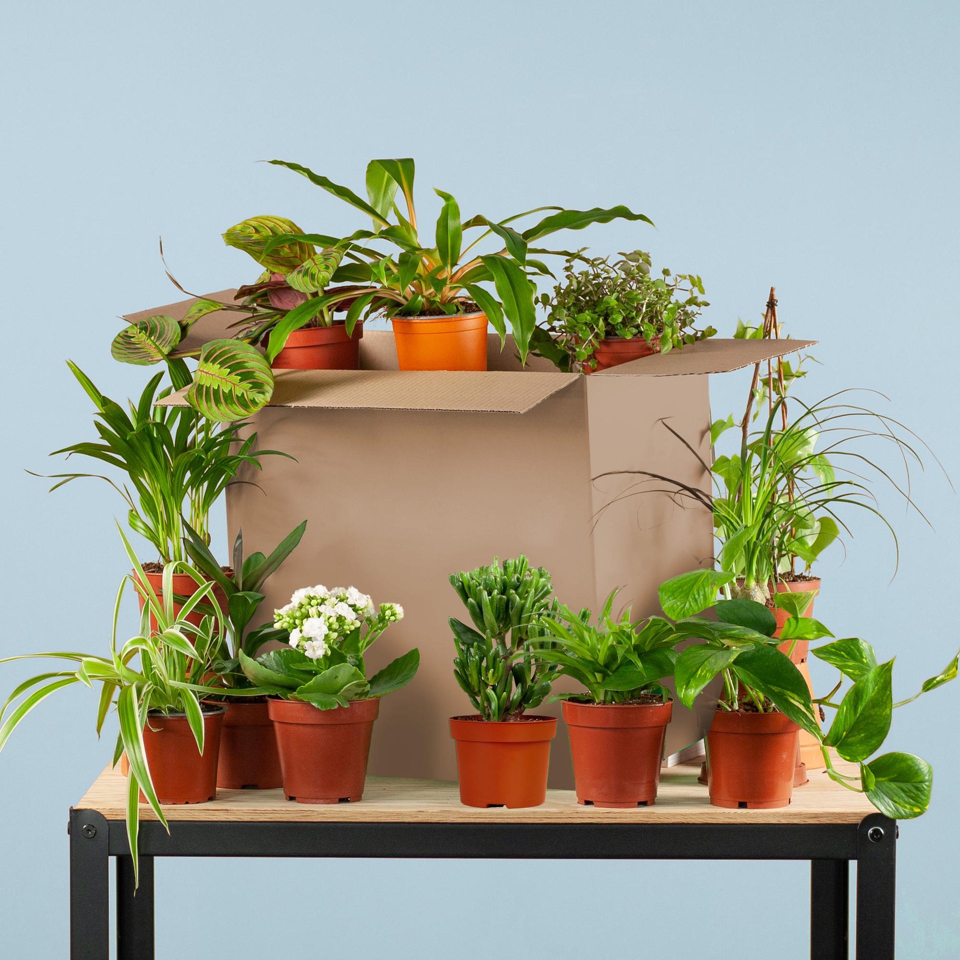 Pflanzen-Retterbox - Zimmerpflanzen 12er-Set