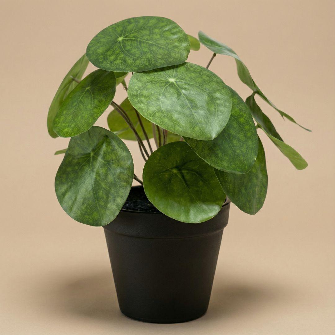 Pilea Bush 25 cm in Black Pot - Artificial Plant