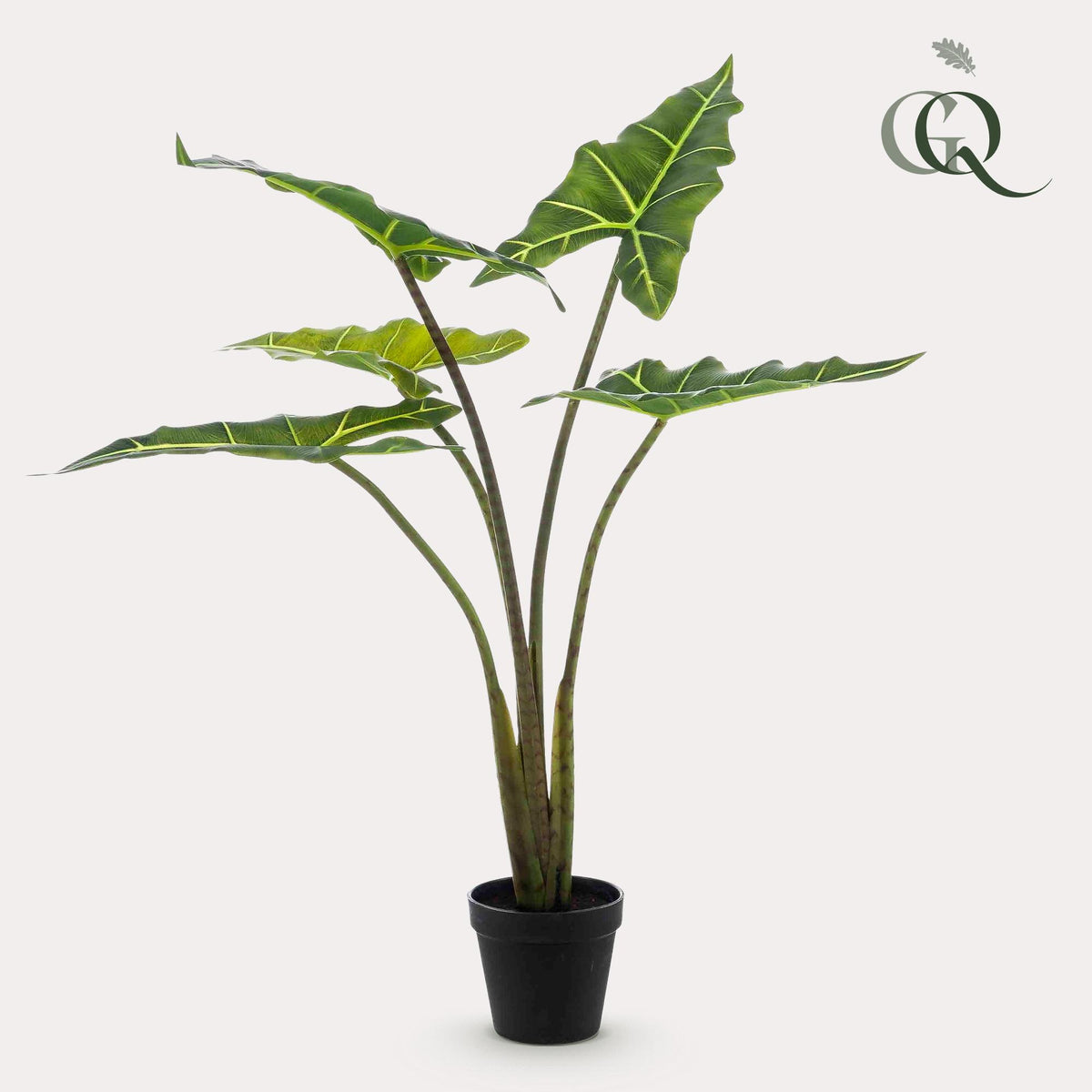Kunstpflanze - Alocasia Frydek