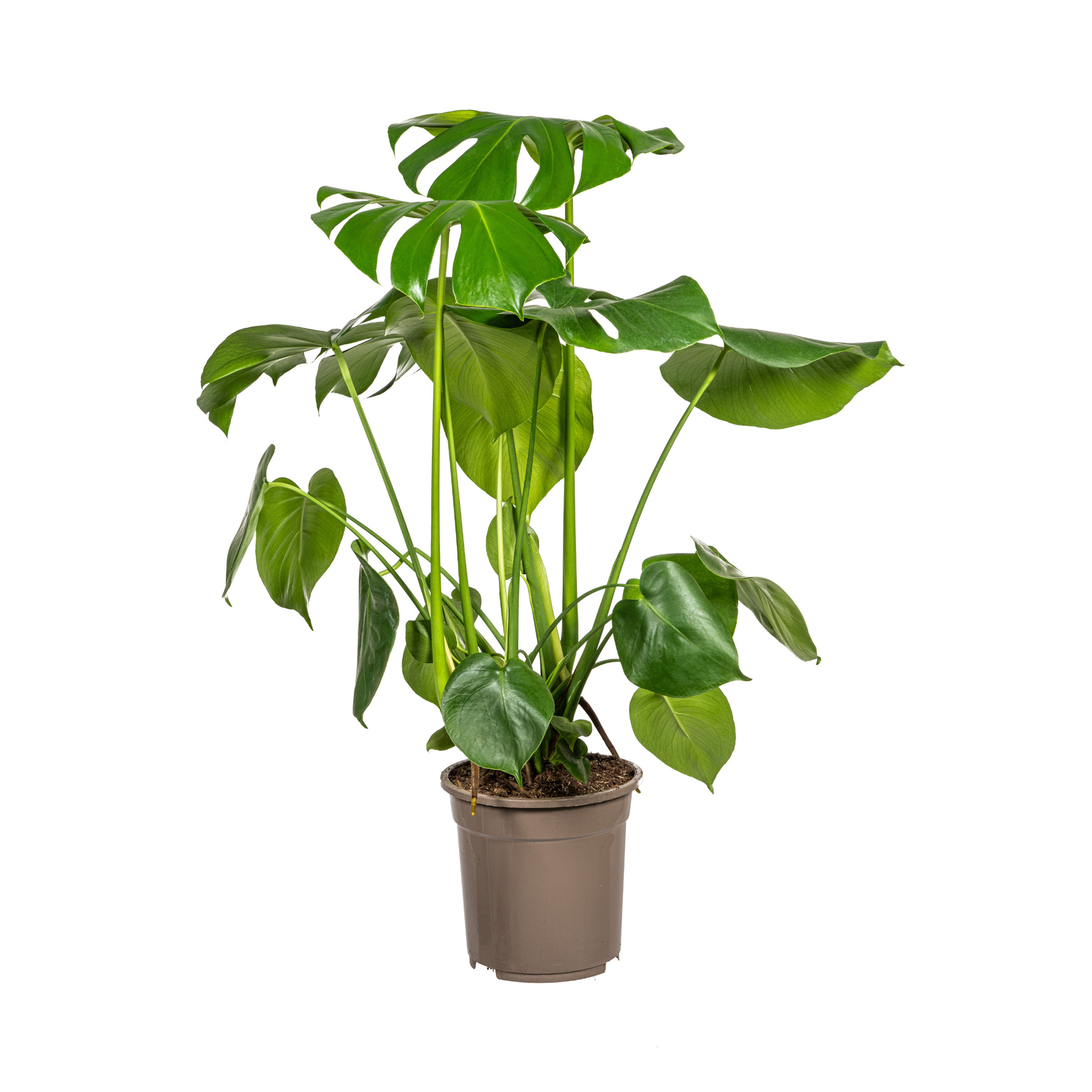 Monstera deliciosa Tauerii (Fensterblatt) Ø21 cm – ca. 70–90 cm