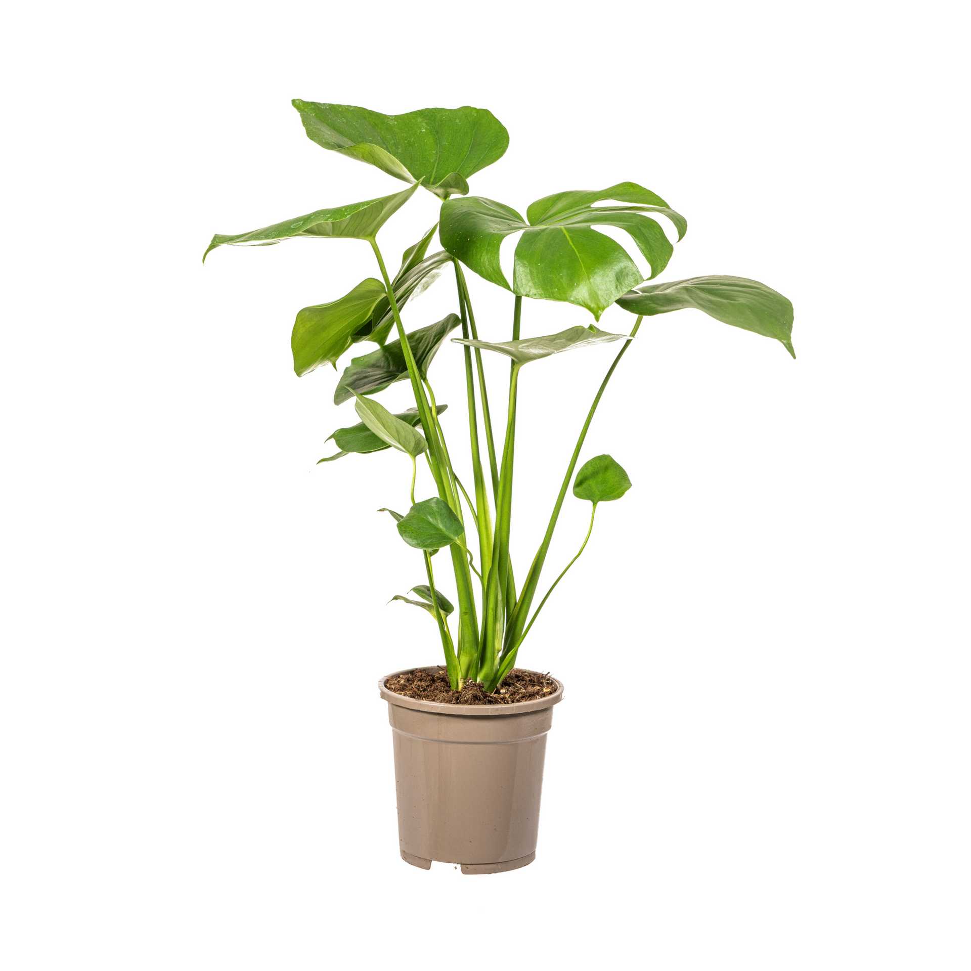 Monstera deliciosa Tauerii (Fensterblatt) Ø17 cm – ca. 50–70 cm