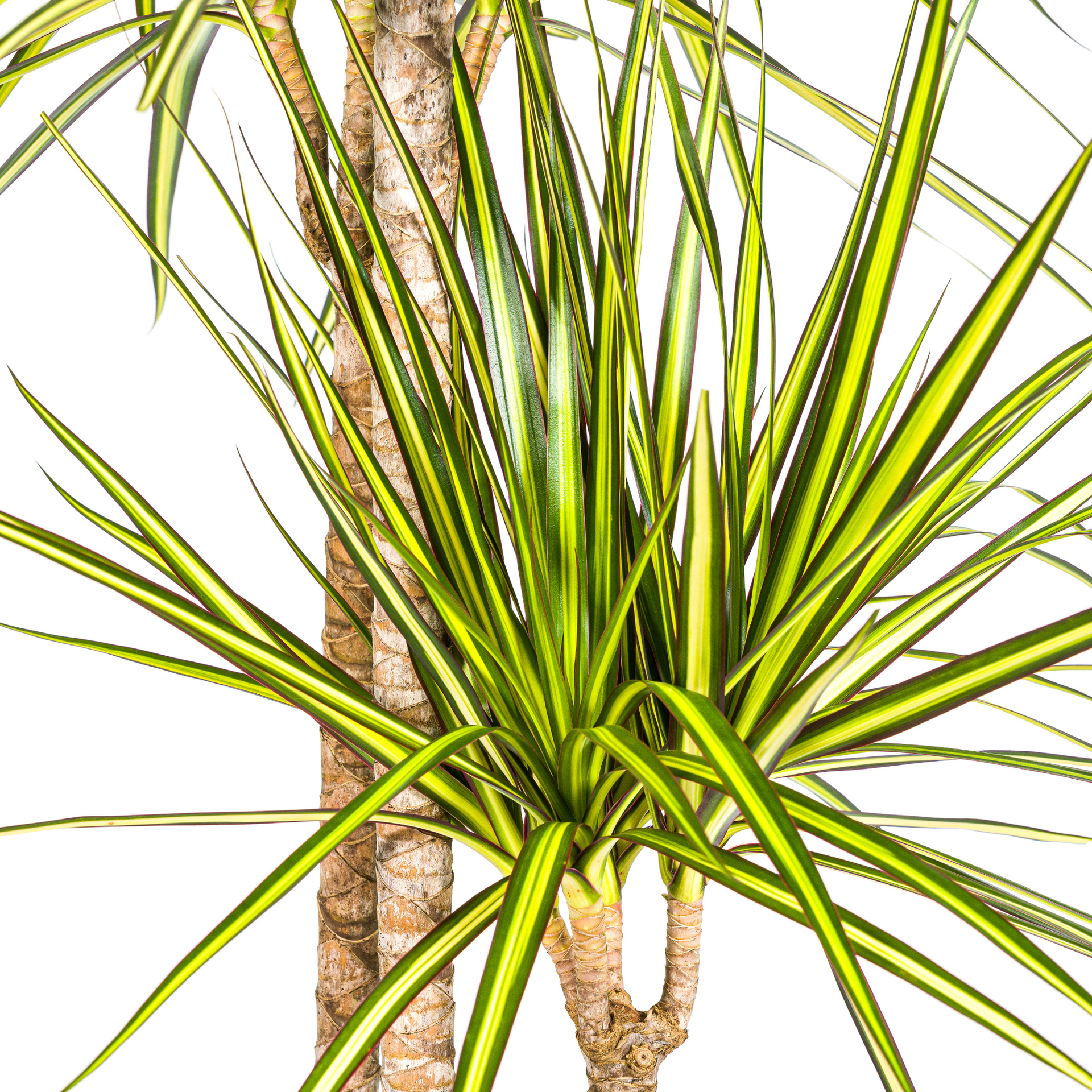 Dracaena marginata Sunray (Drachenbaum) Ø24 cm – ca. 130–150 cm