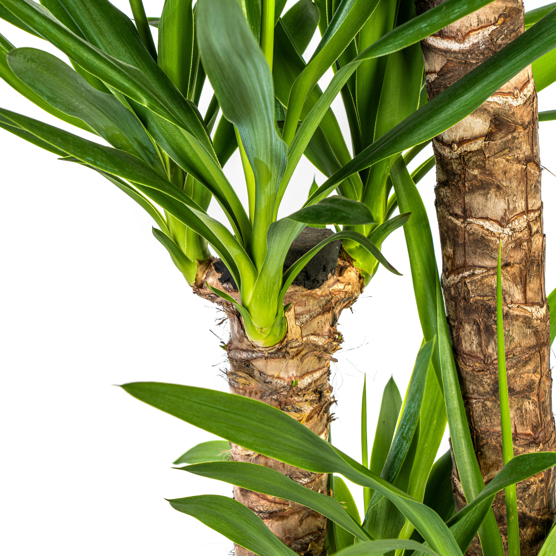 Yucca elephantipes (Palmlilie) Ø24 cm – ca. 120–140 cm
