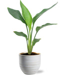 Strelitzia Reginea - Ø12cm - ↕40cm + Beau Pot D14x13cm - Weiß