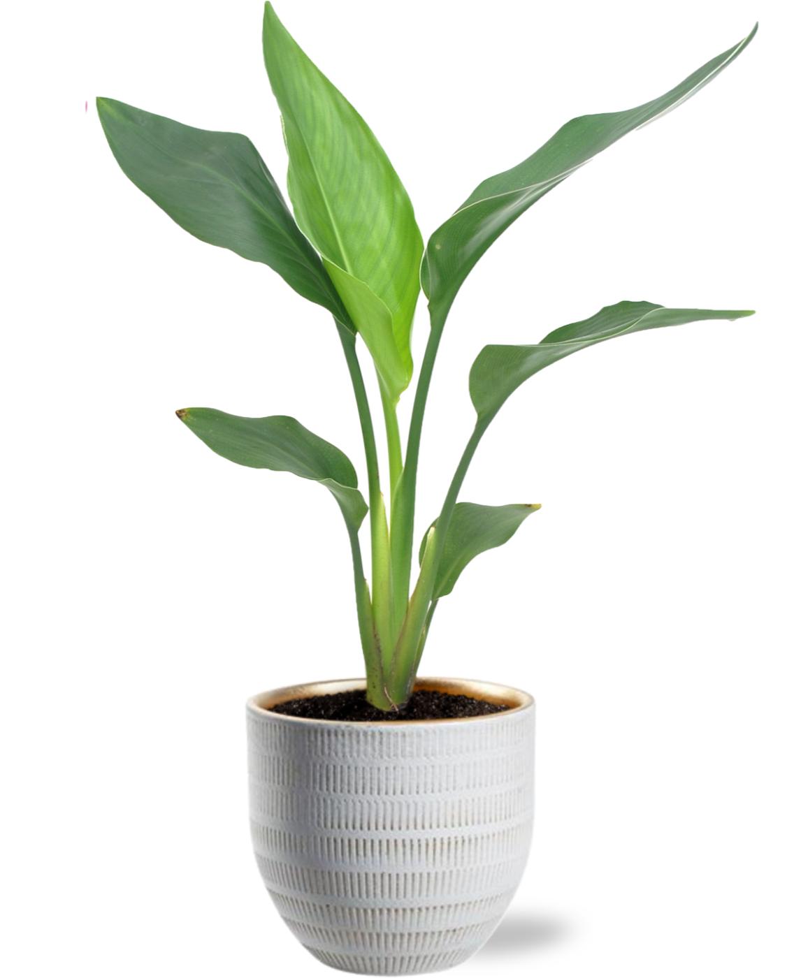 Strelitzia Reginea - Ø12cm - ↕40cm + Beau Pot D14x13cm - Weiß