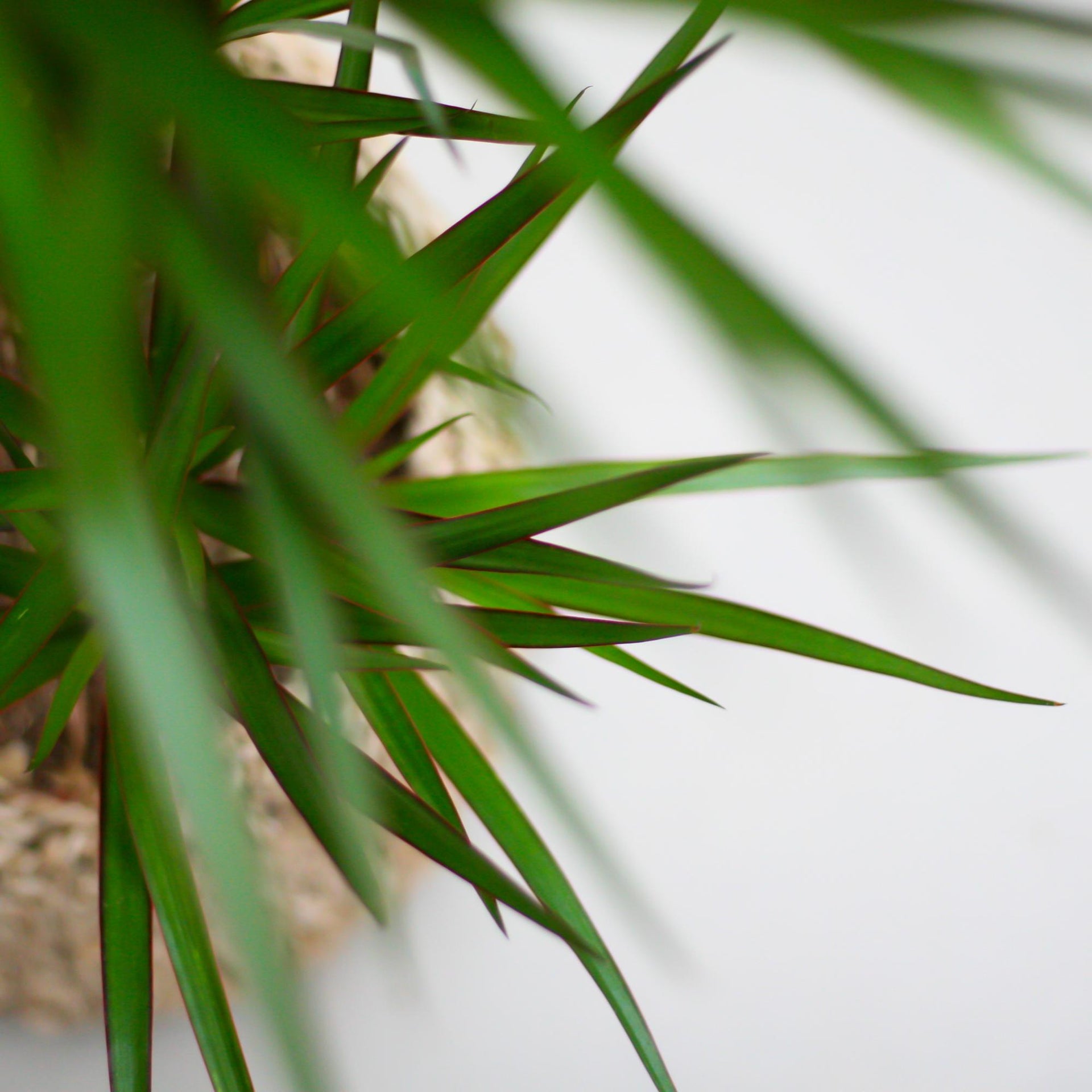 Dracaena marginata (Drachenbaum) mit Potter-Topf Grau