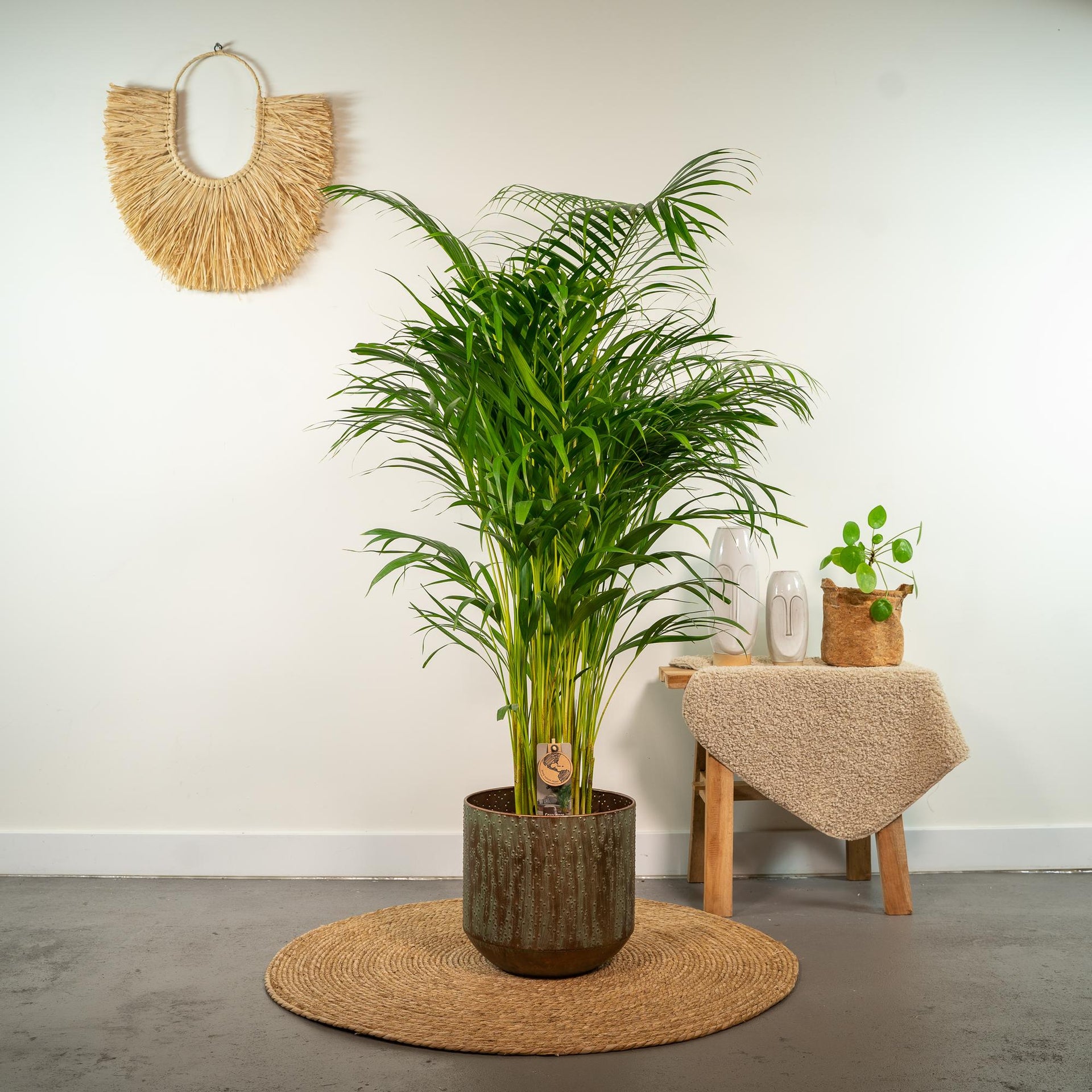 Areca-Palme (Goldfruchtpalme) – Ø21 cm – ca. 130 cm
