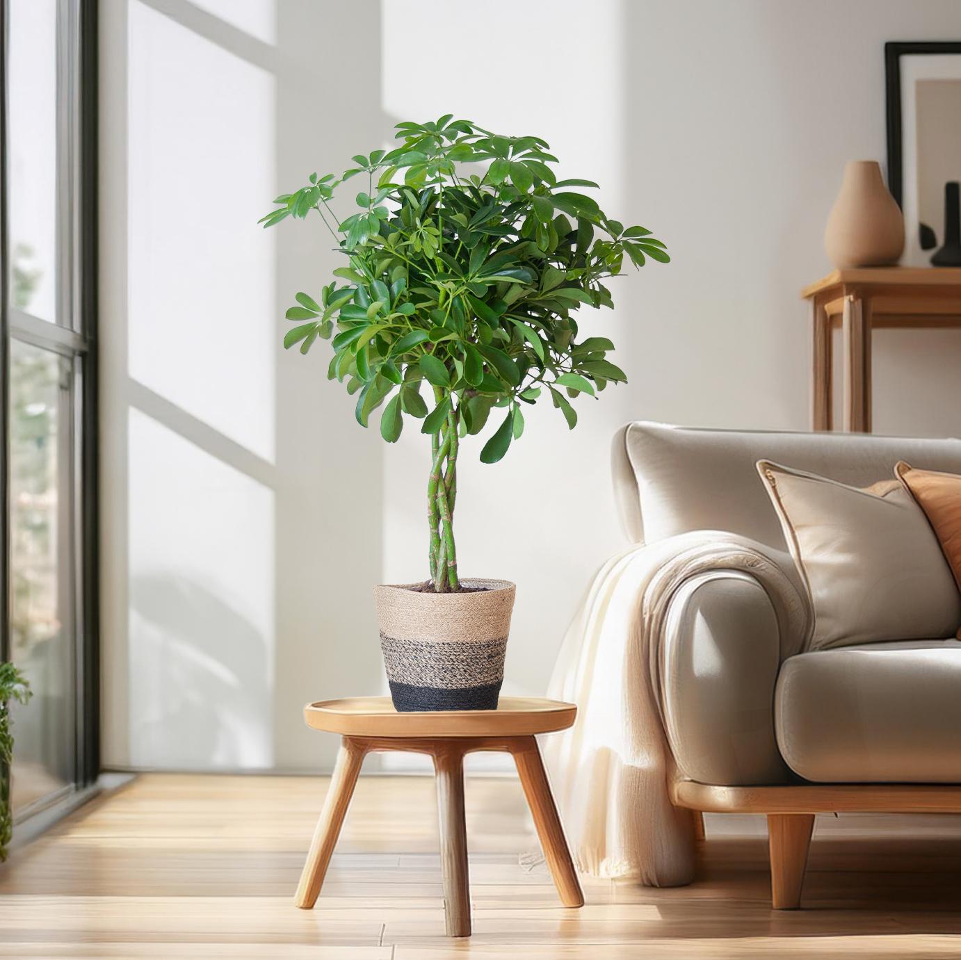Schefflera arboricola Nora (Strahlenaralie) mit Lissabon-Korb Schwarz