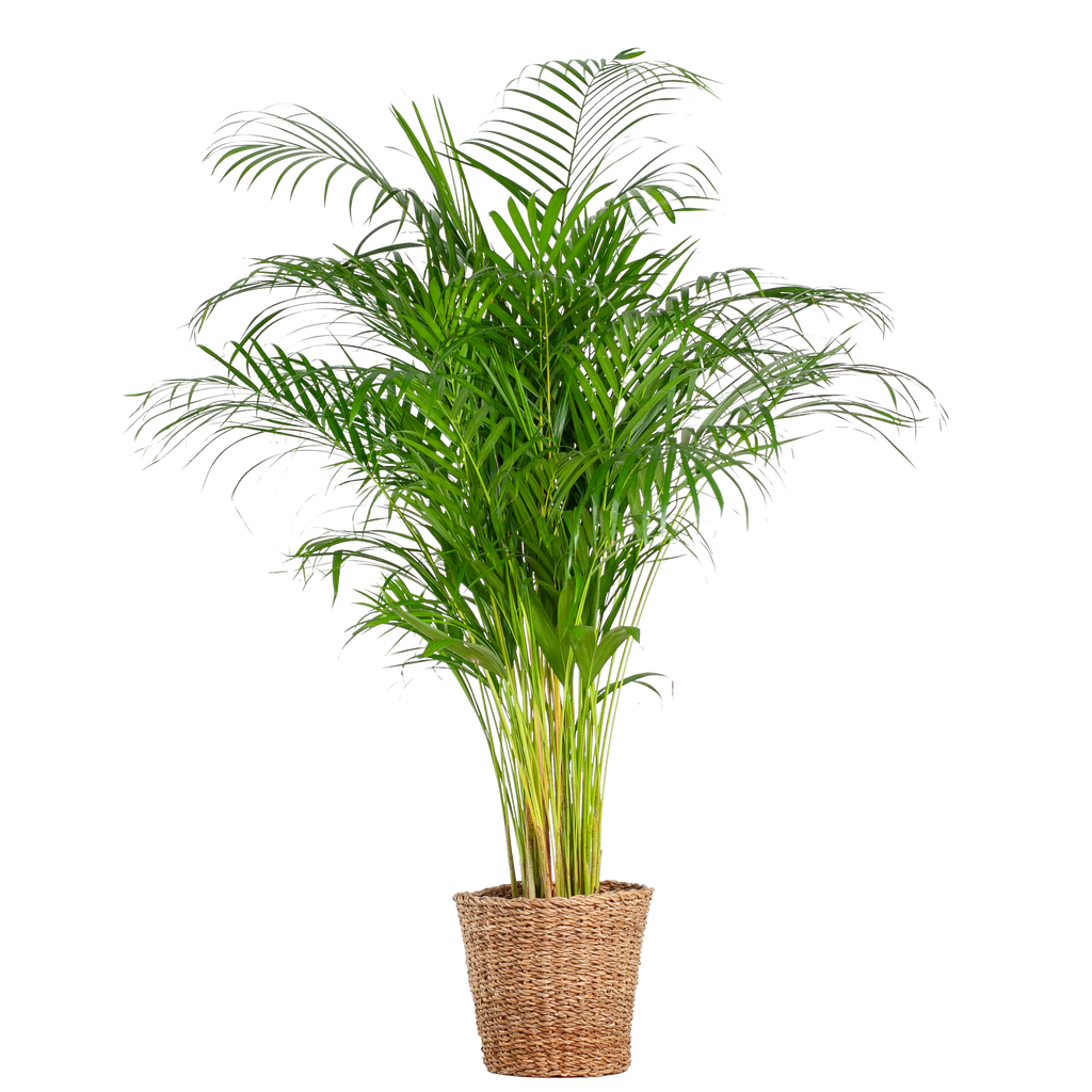 Areca-Palme (Dypsis) XL mit Korb Torun – 120 cm – Ø24