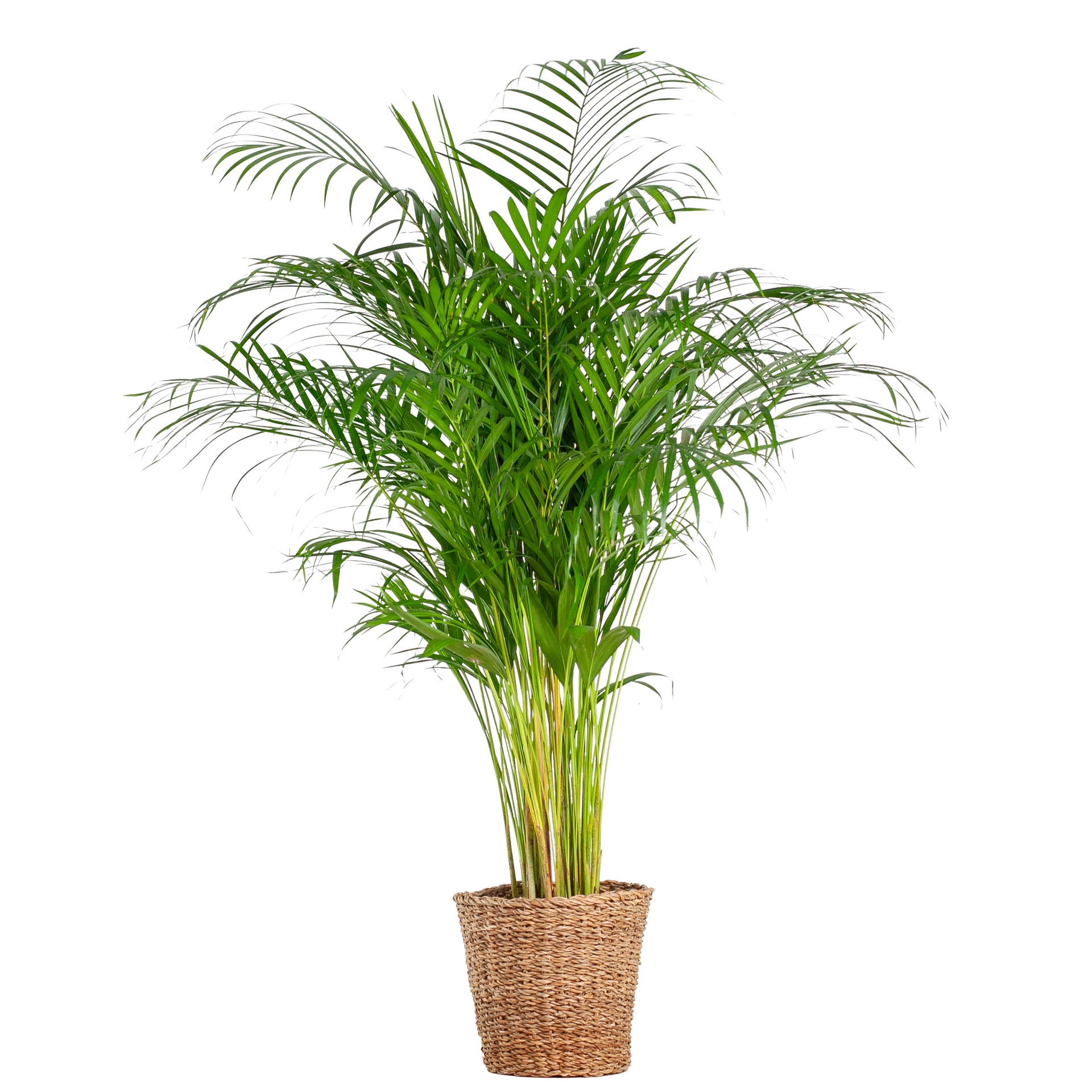 Areca-Palme (Goldfruchtpalme) XL mit Torun-Korb