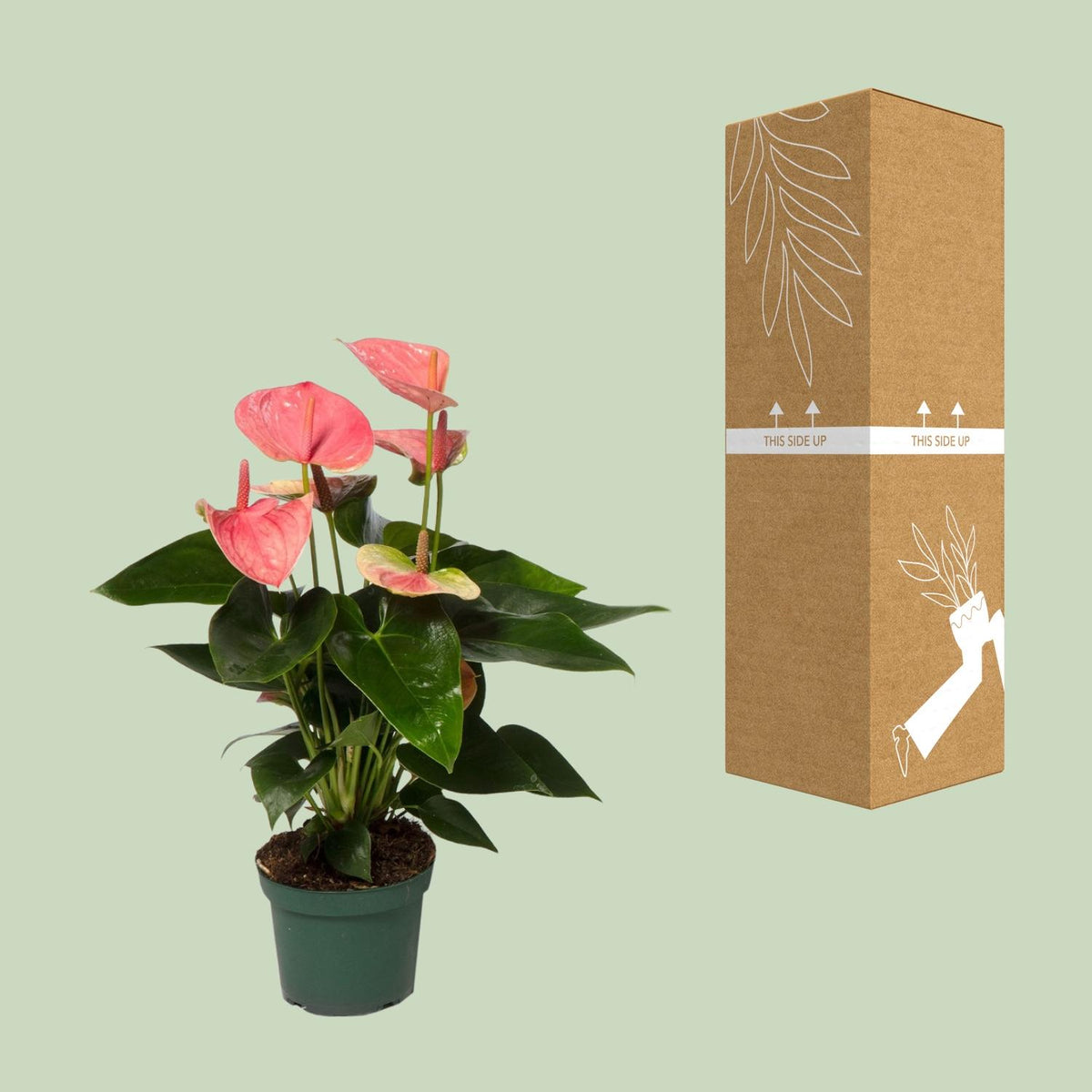 Anthurium Sweet Dream (Flamingoblume)