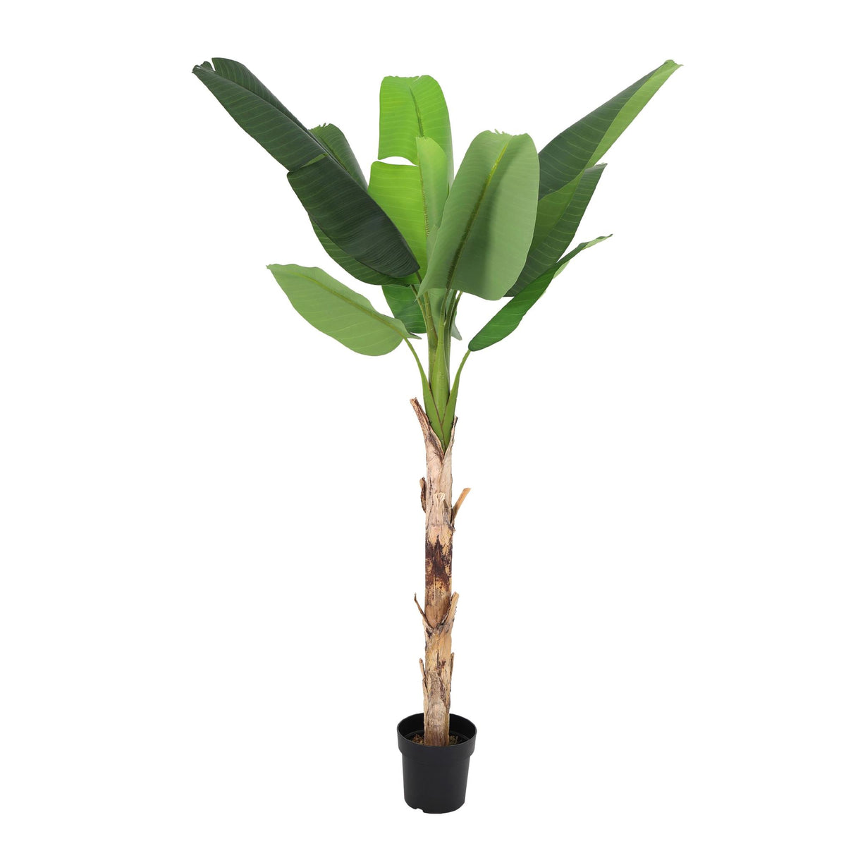 ARTIFICIAL Banana plant Musa