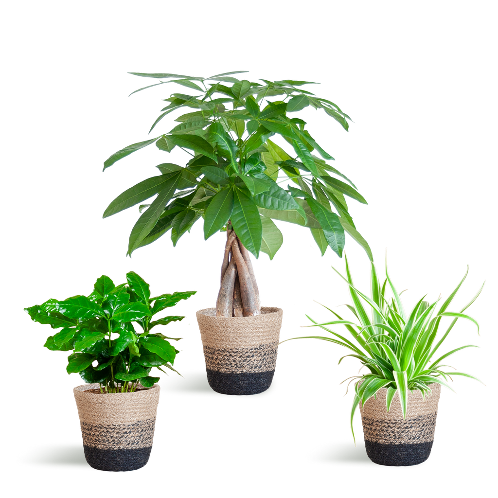 Tierfreundlicher Pflanzenkasten - klein - mit Korb Lissabon schwarz - Ø12