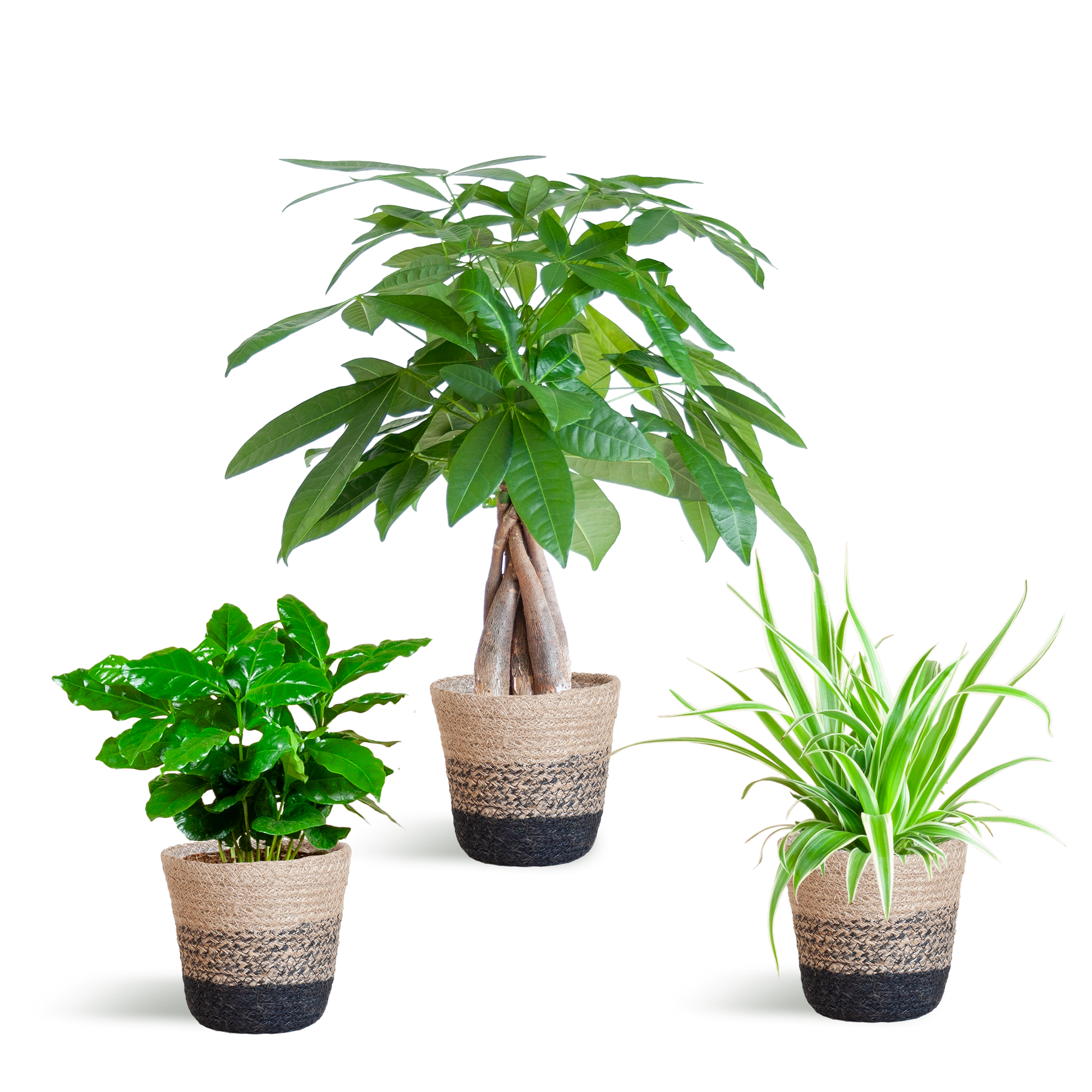 Tierfreundlicher Pflanzenkasten - klein - mit Korb Lissabon schwarz - Ø12