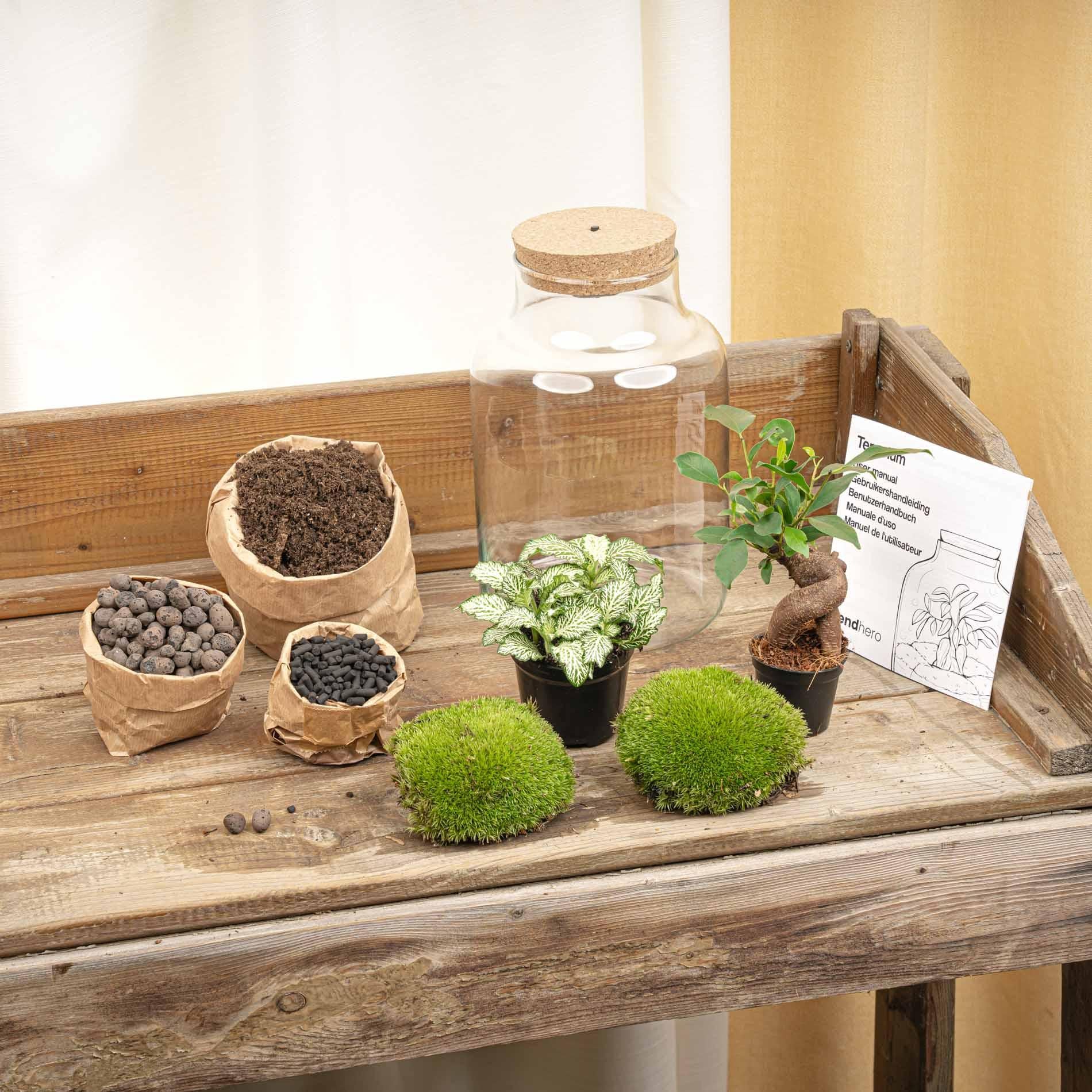 DIY-Pflanzenterrarium Little Milky Bonsai mit LED – 25 cm