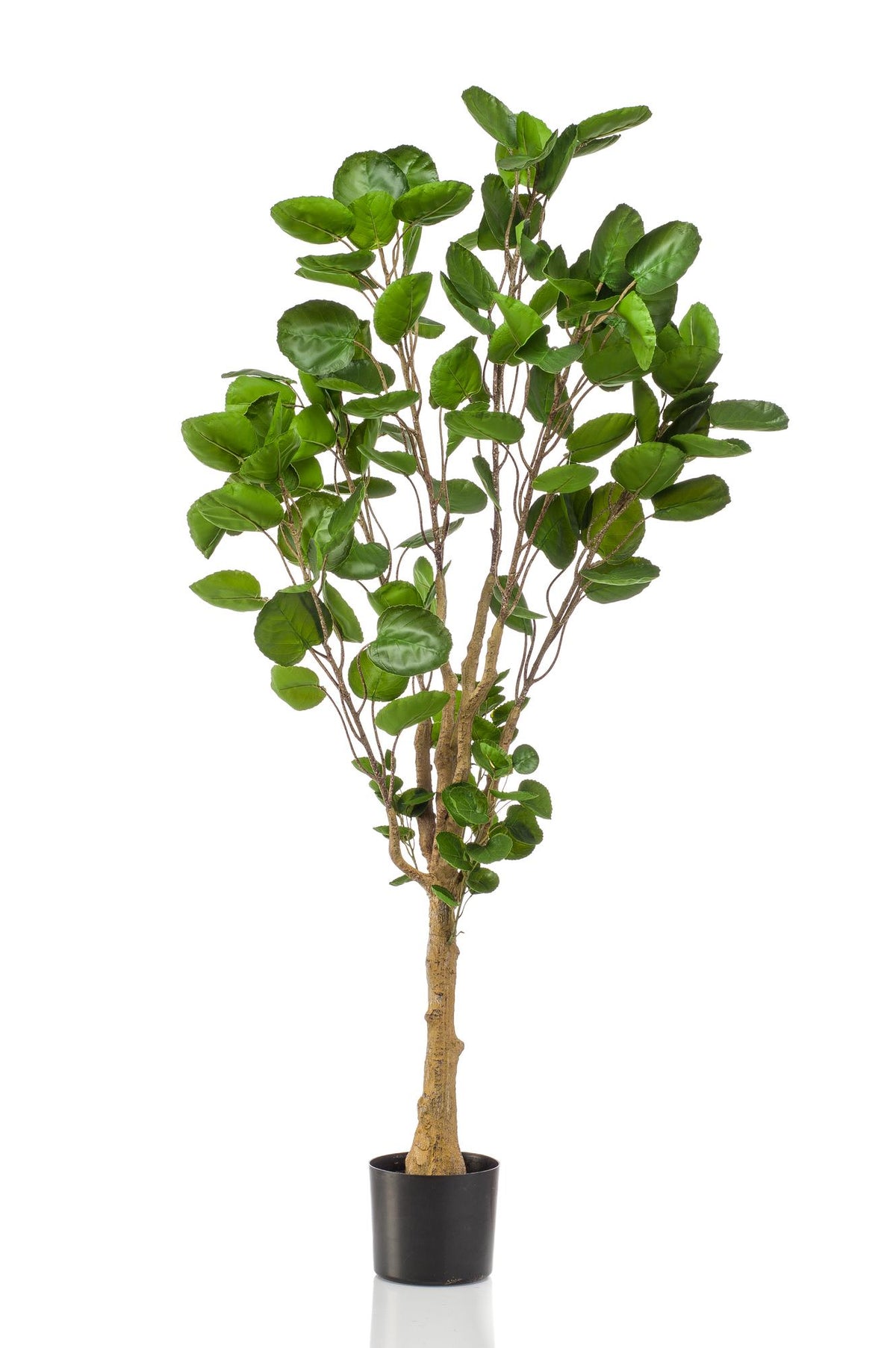 Kunstpflanze - Polyscias - Aralia