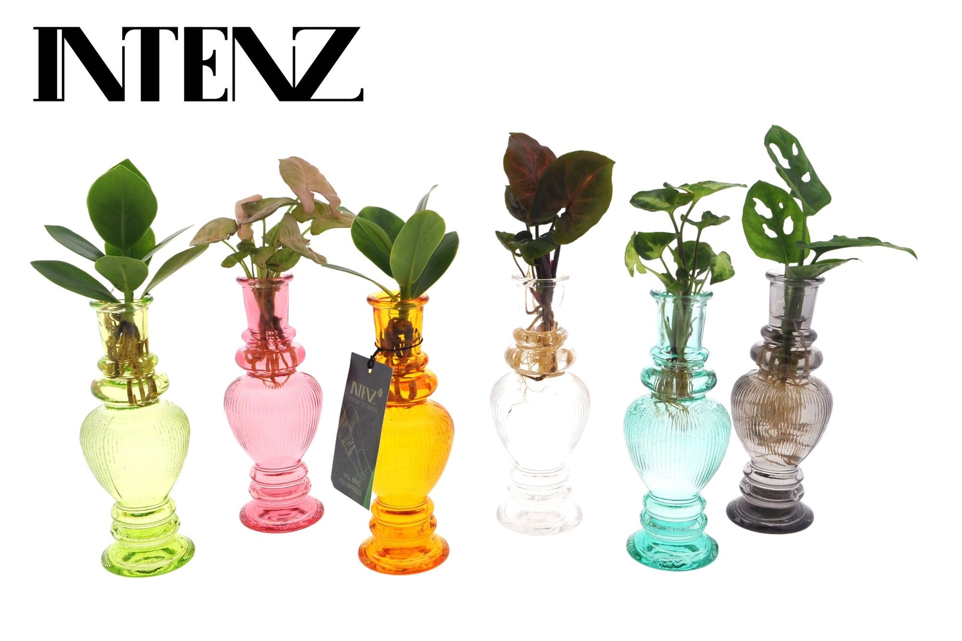 Zimmerpflanzen Mix in Venice Glas - 6 Stücke