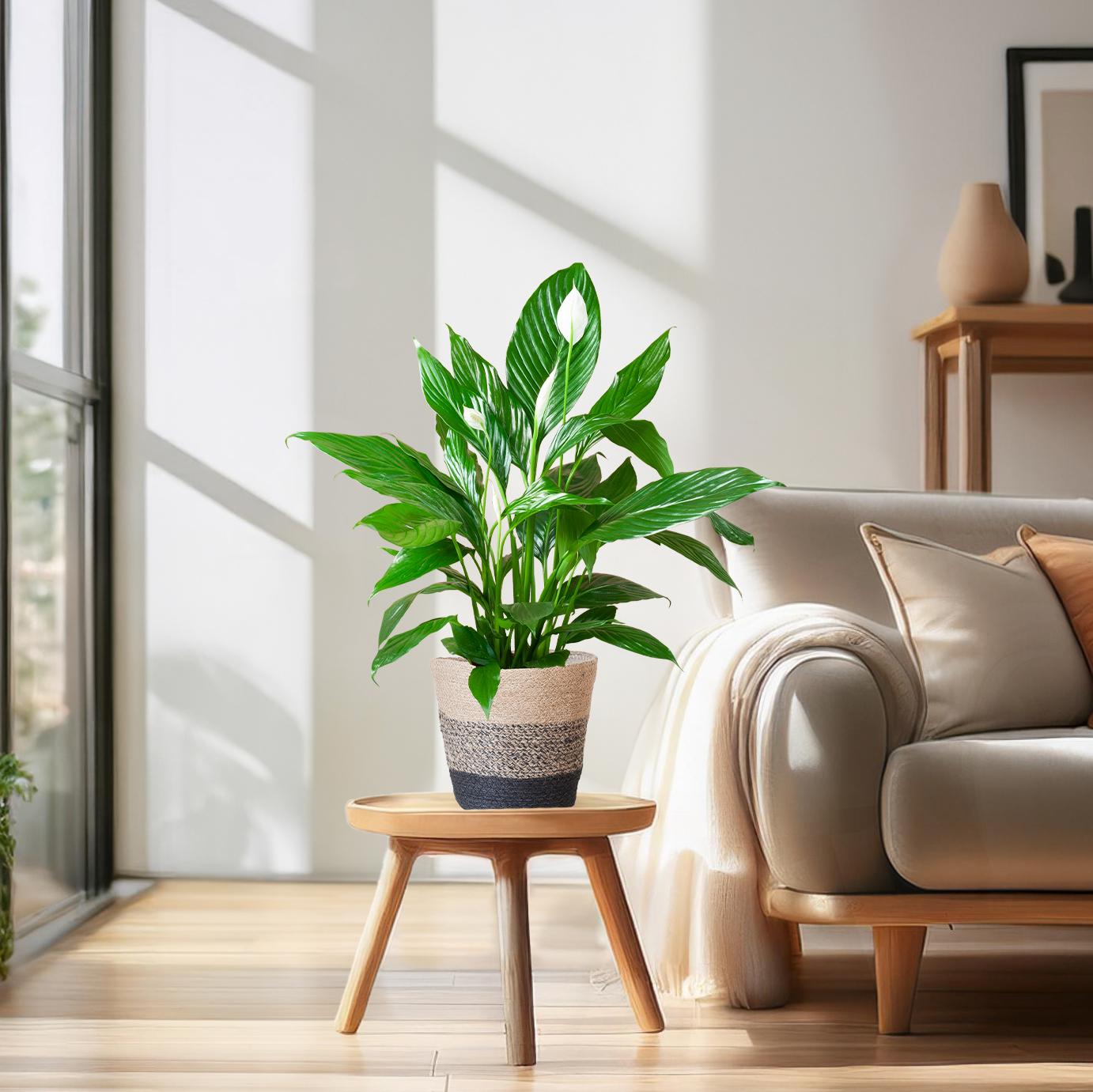 Spathiphyllum (Friedenslilie) mit Lissabon-Korb Schwarz