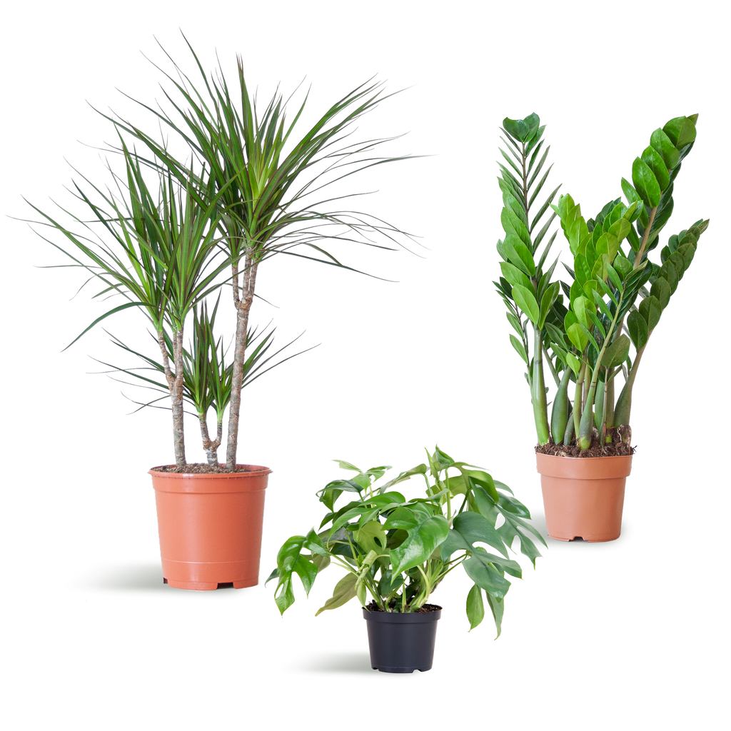 Shade Plant Box - medium - ohne Dekotopf